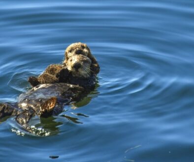 California sea otters - mom and baby floating in Morro Bay south pier nursery
