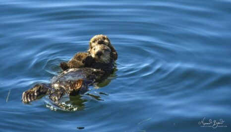 California sea otters - mom and baby floating in Morro Bay south pier nursery