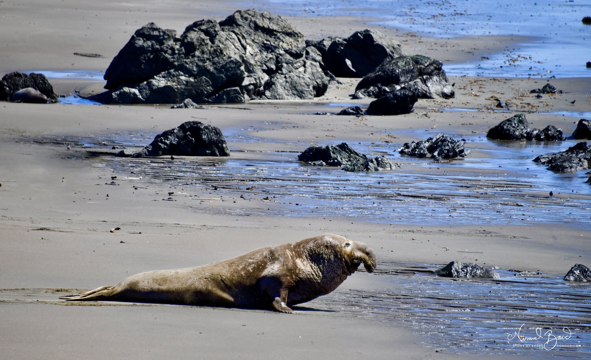 Large adult male elephant seal with prominent proboscis lumbering across the wet sand at Piedras Blancas rookery March 2026