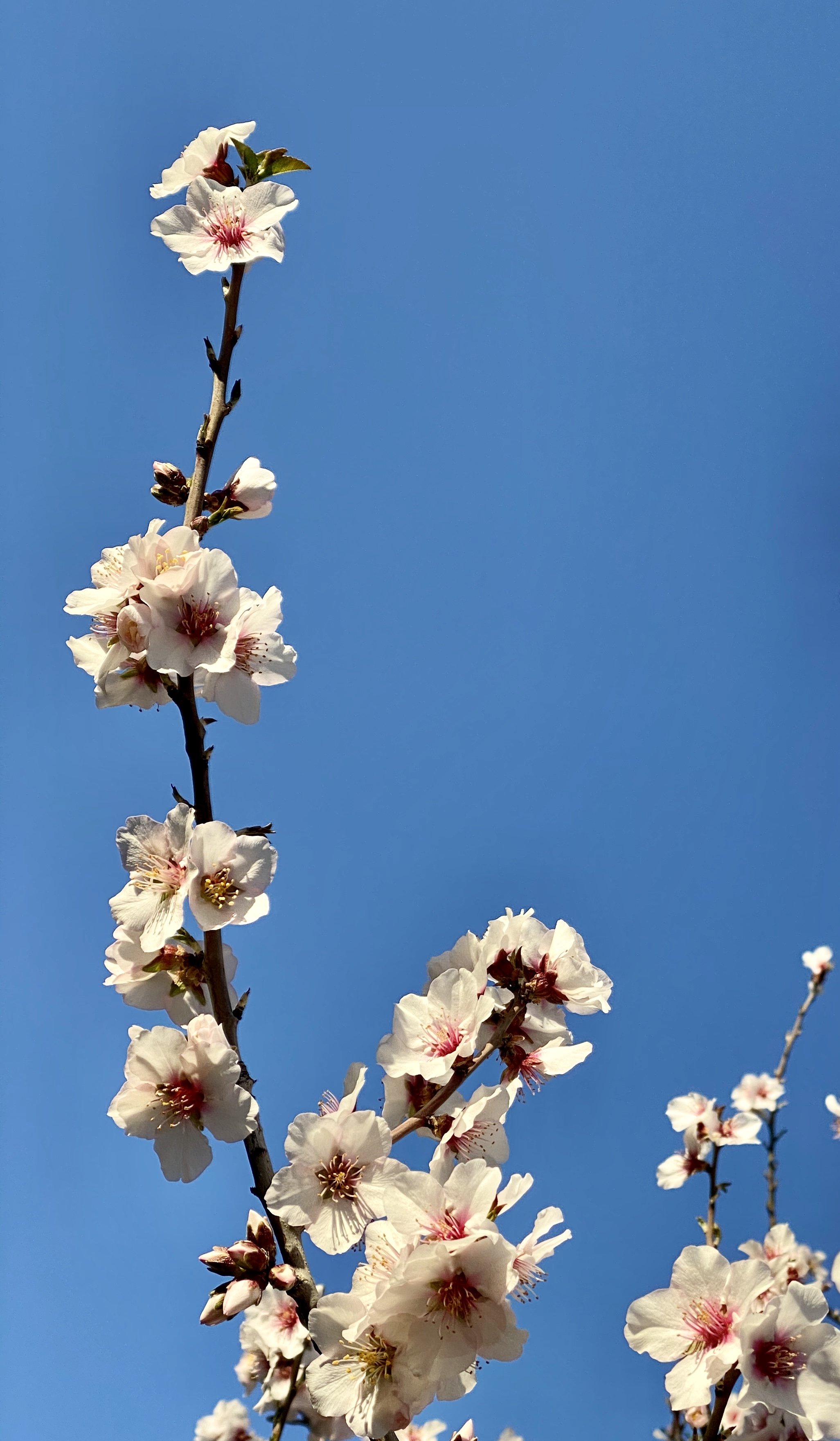 White and pink almond tree blossoms in full bloom on a bare branch against a clear bright blue sky