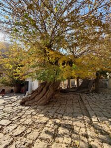 An ancient gnarled fig tree in the courtyard of the Lalish Yazidi temple complex, Iraqi Kurdistan
