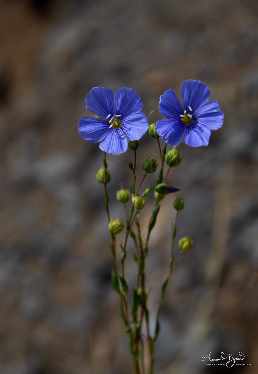 Two blue flax wildflowers with delicate blue petals and multiple green buds against a blurred rocky background, California