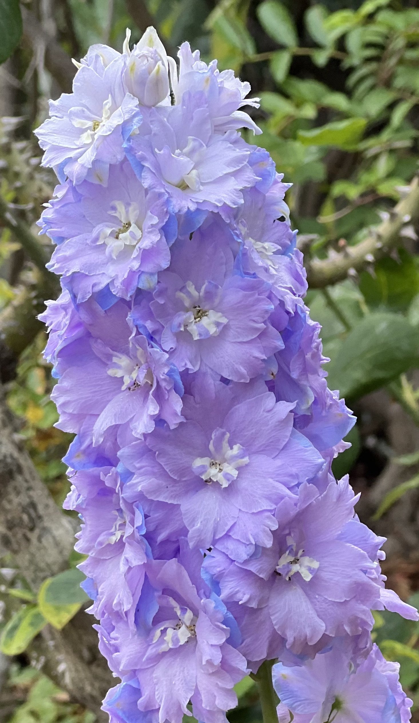 Close-up of a tall delphinium flower spike with multiple ruffled lavender blue and white blooms against blurred green garden foliage