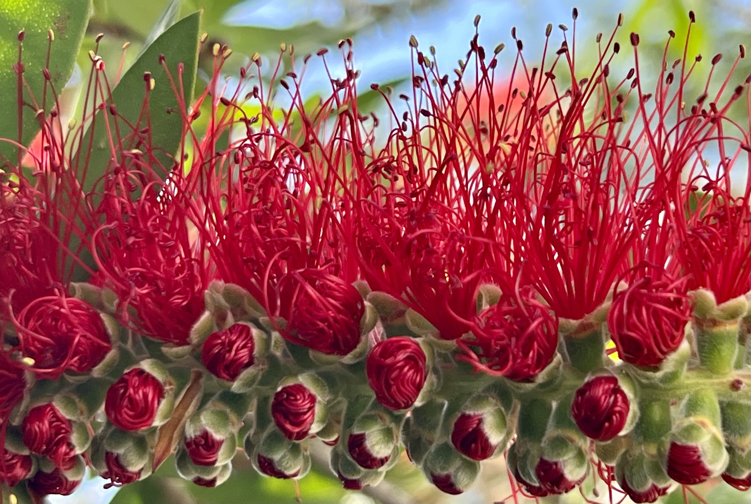 Extreme close-up macro of red bottlebrush flower spike showing densely packed crimson stamens emerging from green and red spiral buds