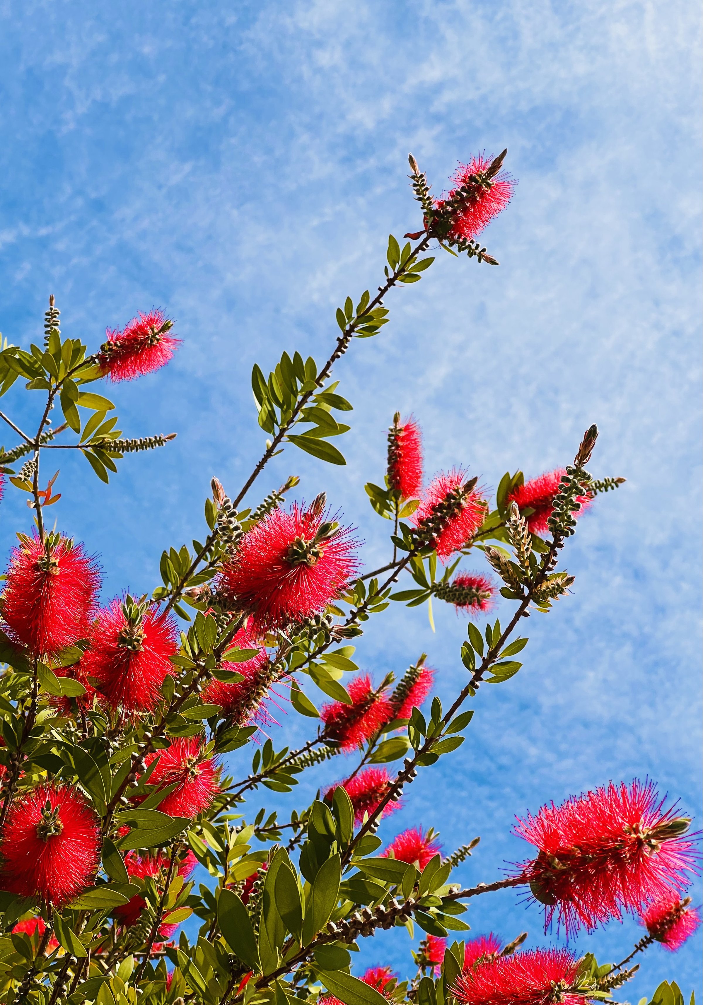 Bottlebrush (Callistemon) tree branches with multiple red flower spikes and green leaves photographed from below against a blue sky