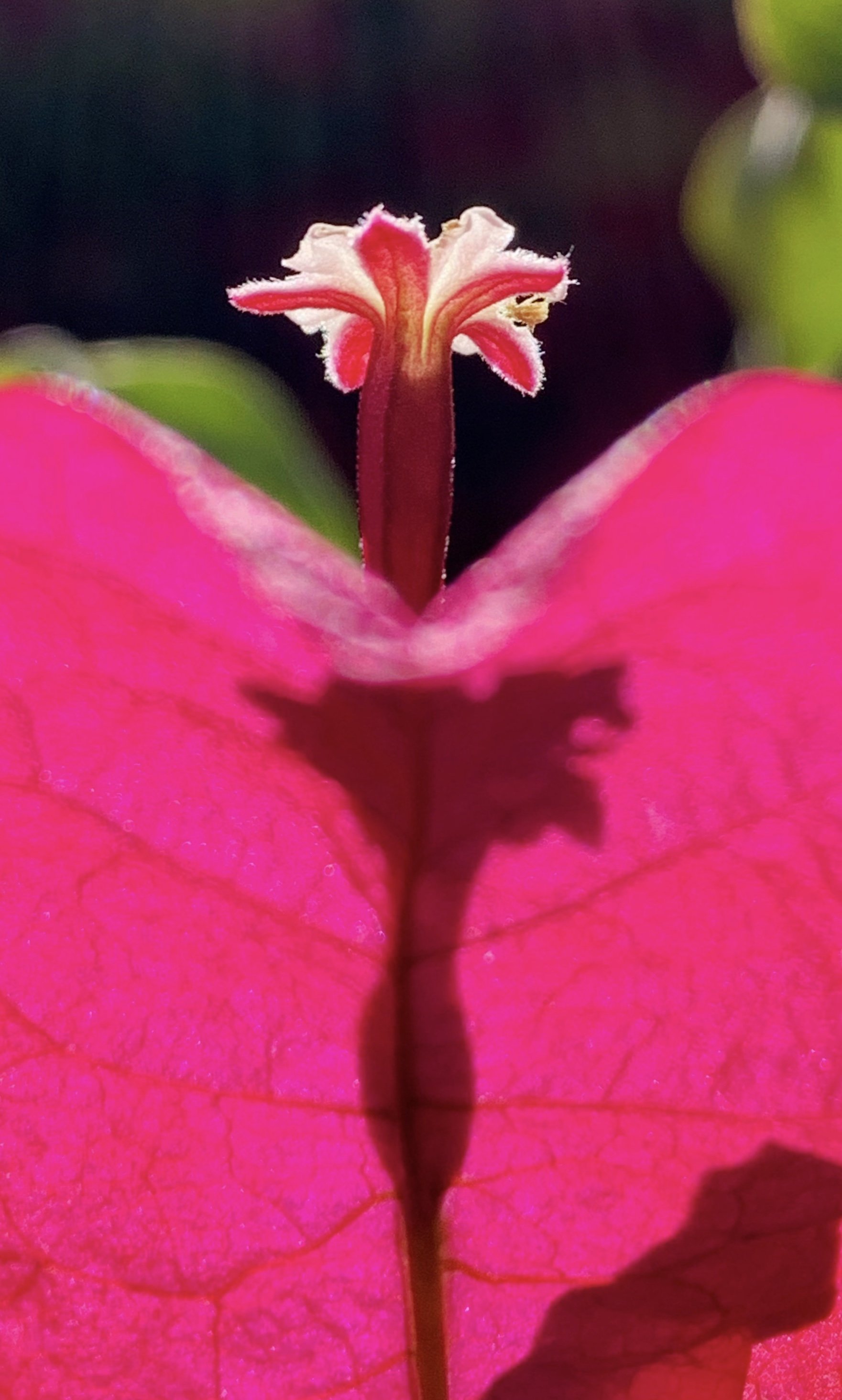 Macro of a small white and red tubular bougainvillea true flower emerging from a large flat magenta bract with dark background