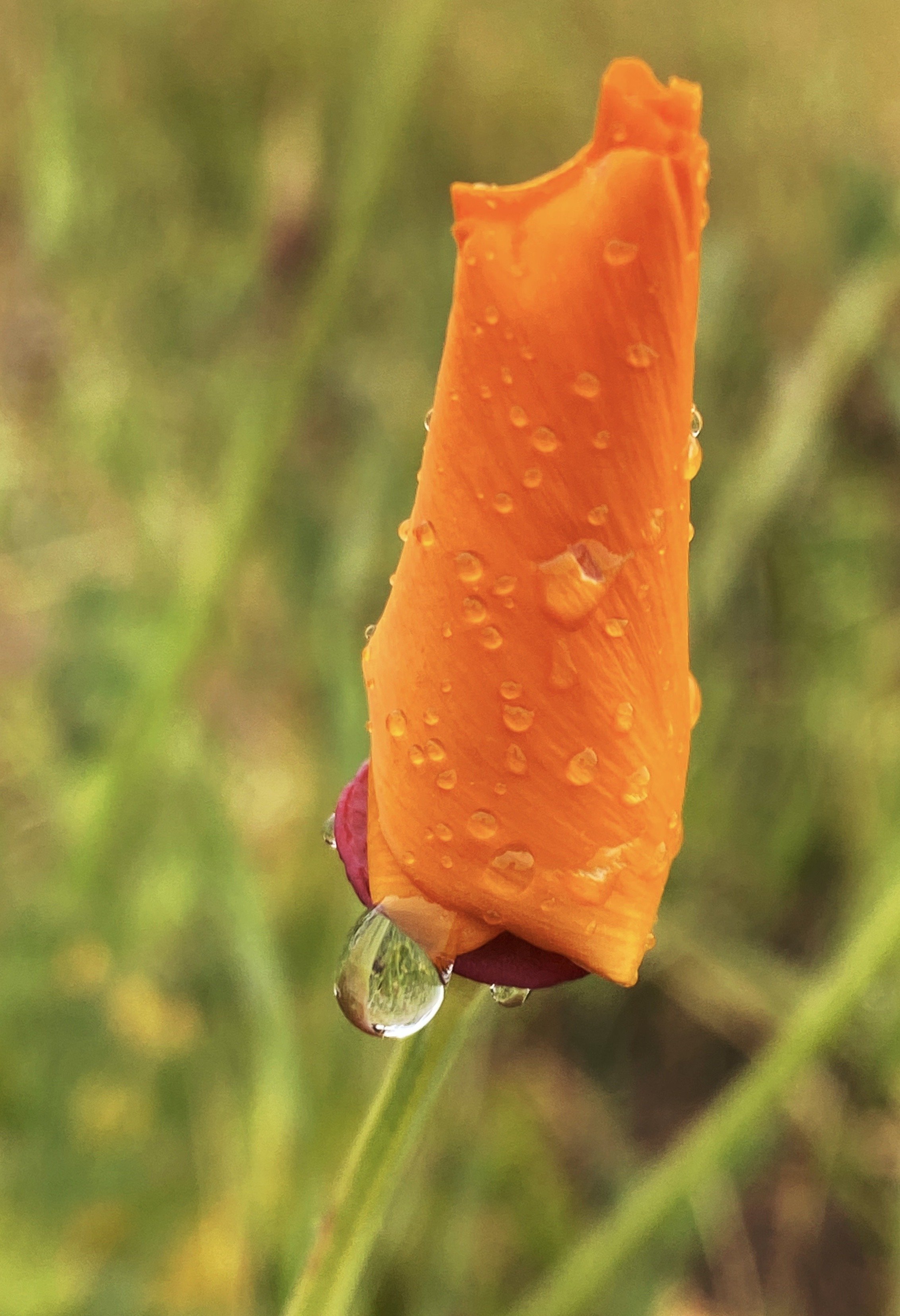 Closed orange California poppy bud covered in water droplets with a large raindrop suspended from the base, green bokeh background