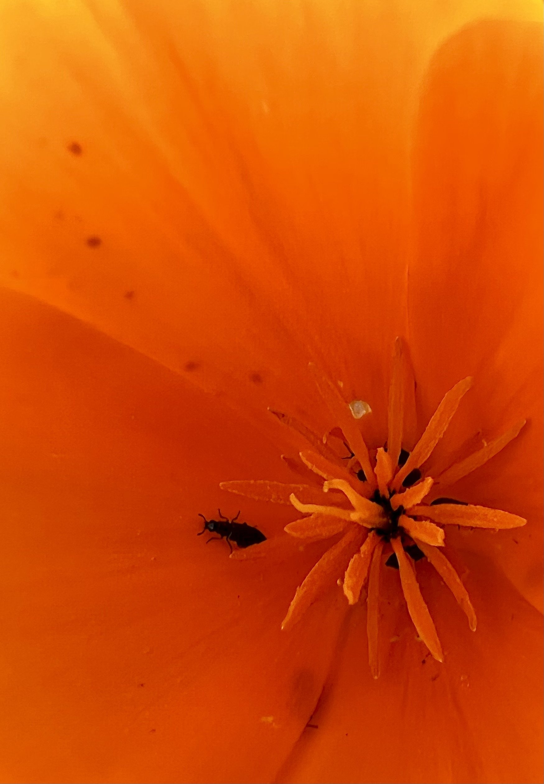 Macro photograph of orange California poppy center with detailed stamens and small black beetle on petal surface