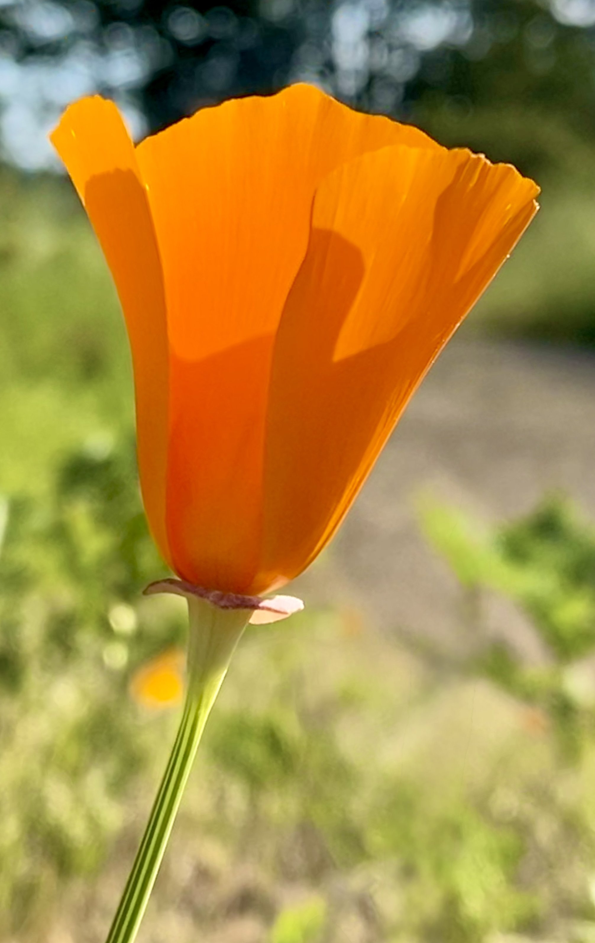 Single California poppy flower photographed from below against green and blue bokeh background with light shining through translucent orange petals