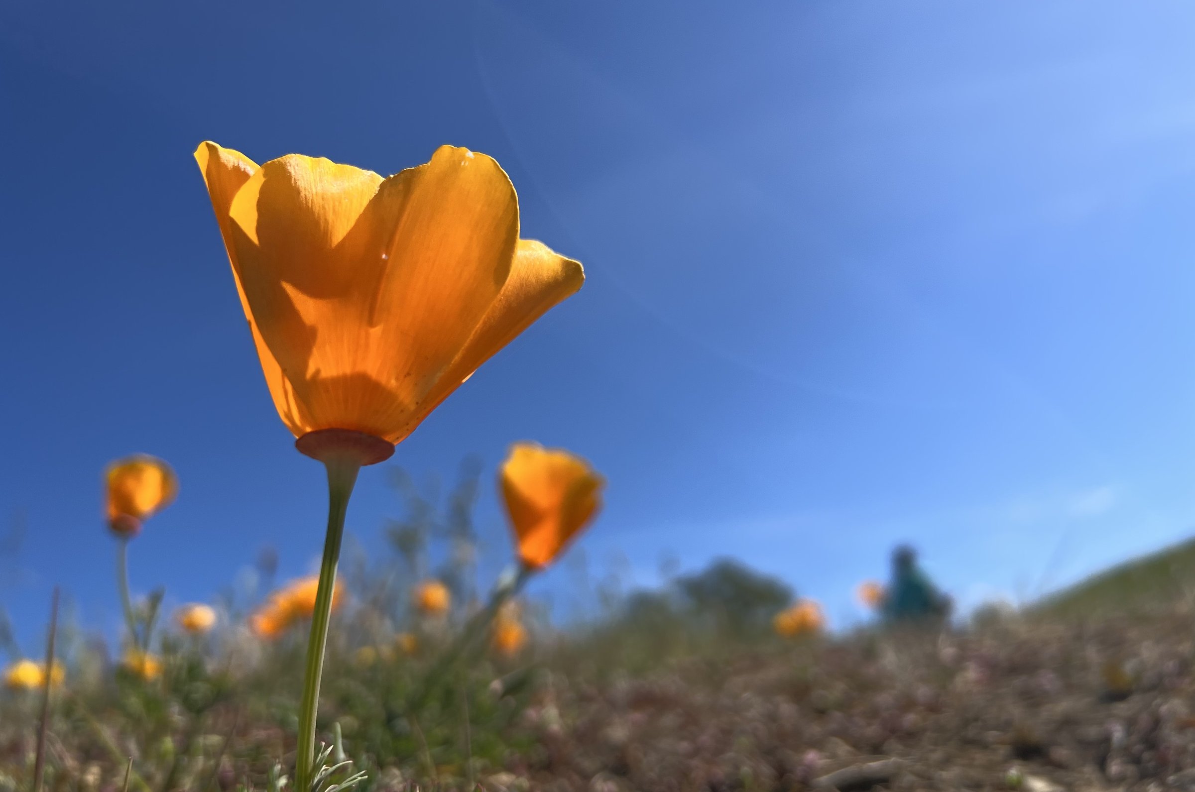 Single California poppy photographed from ground level with backlit orange petals against blue sky, blurred poppies and person on hillside in background