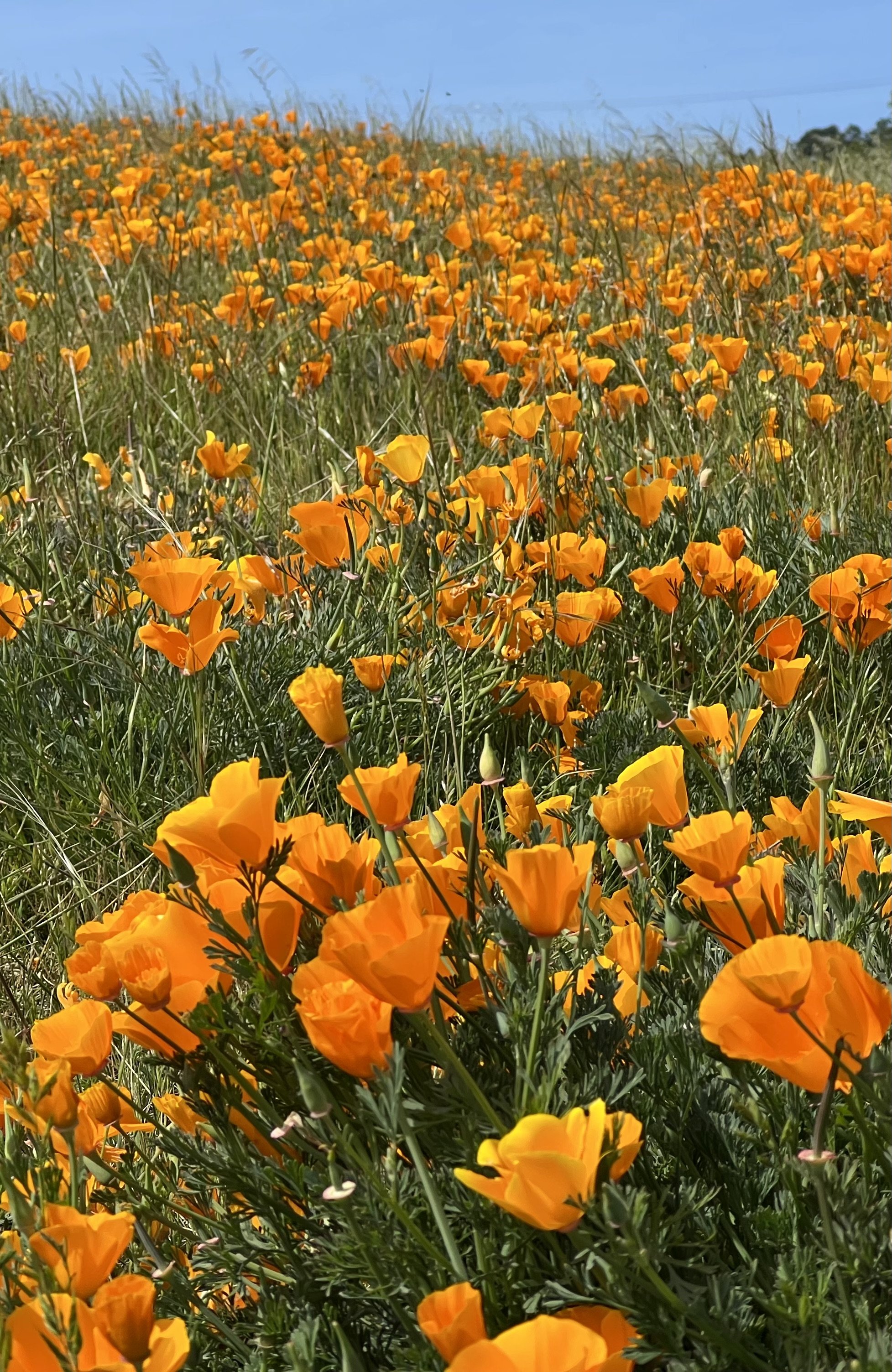 Wide-angle view of a hillside densely covered in orange California poppies in full superbloom with blue sky above