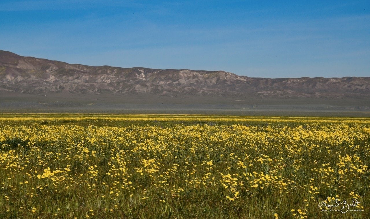Dense carpet of yellow goldfield wildflowers at Carrizo Plain National Monument stretching to the base of the Temblor Range