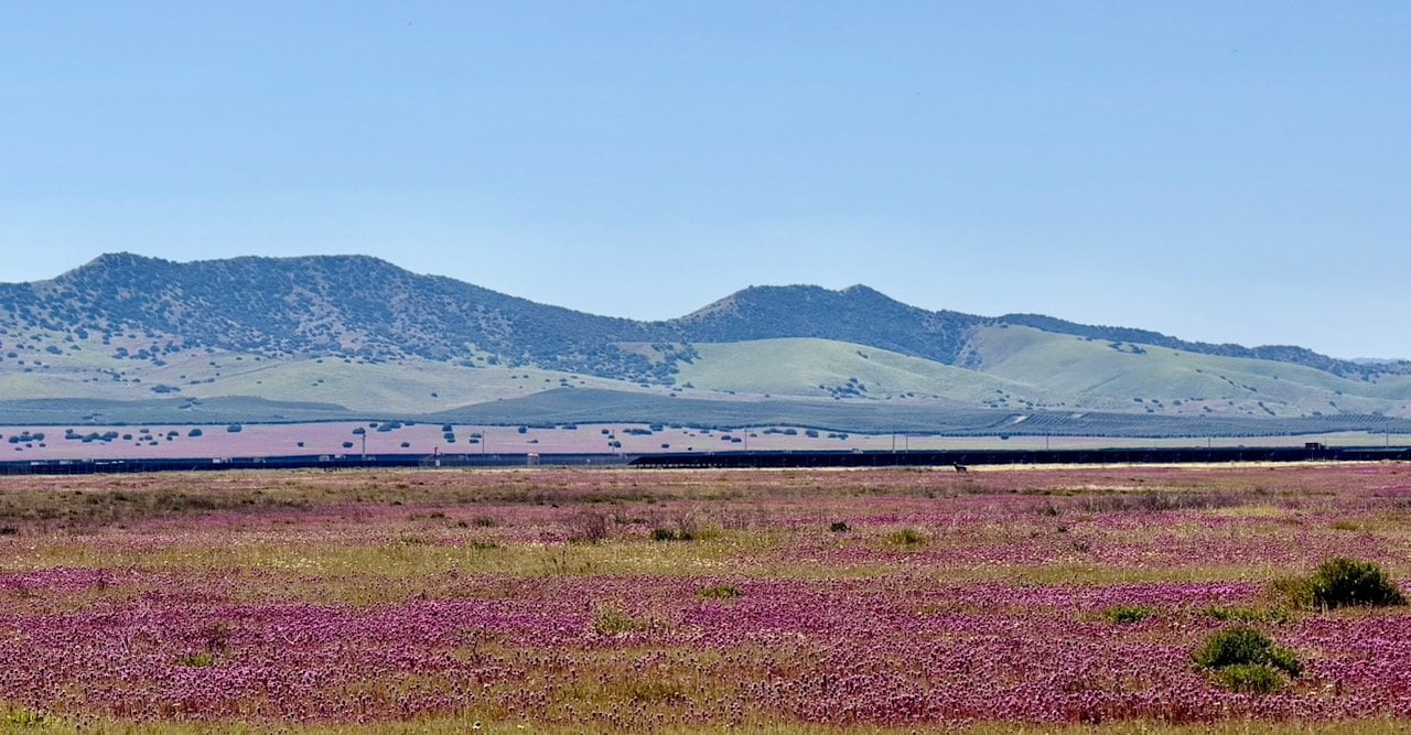 Vast carpet of purple wildflowers at Carrizo Plain National Monument with green hills and agricultural buildings in the distance