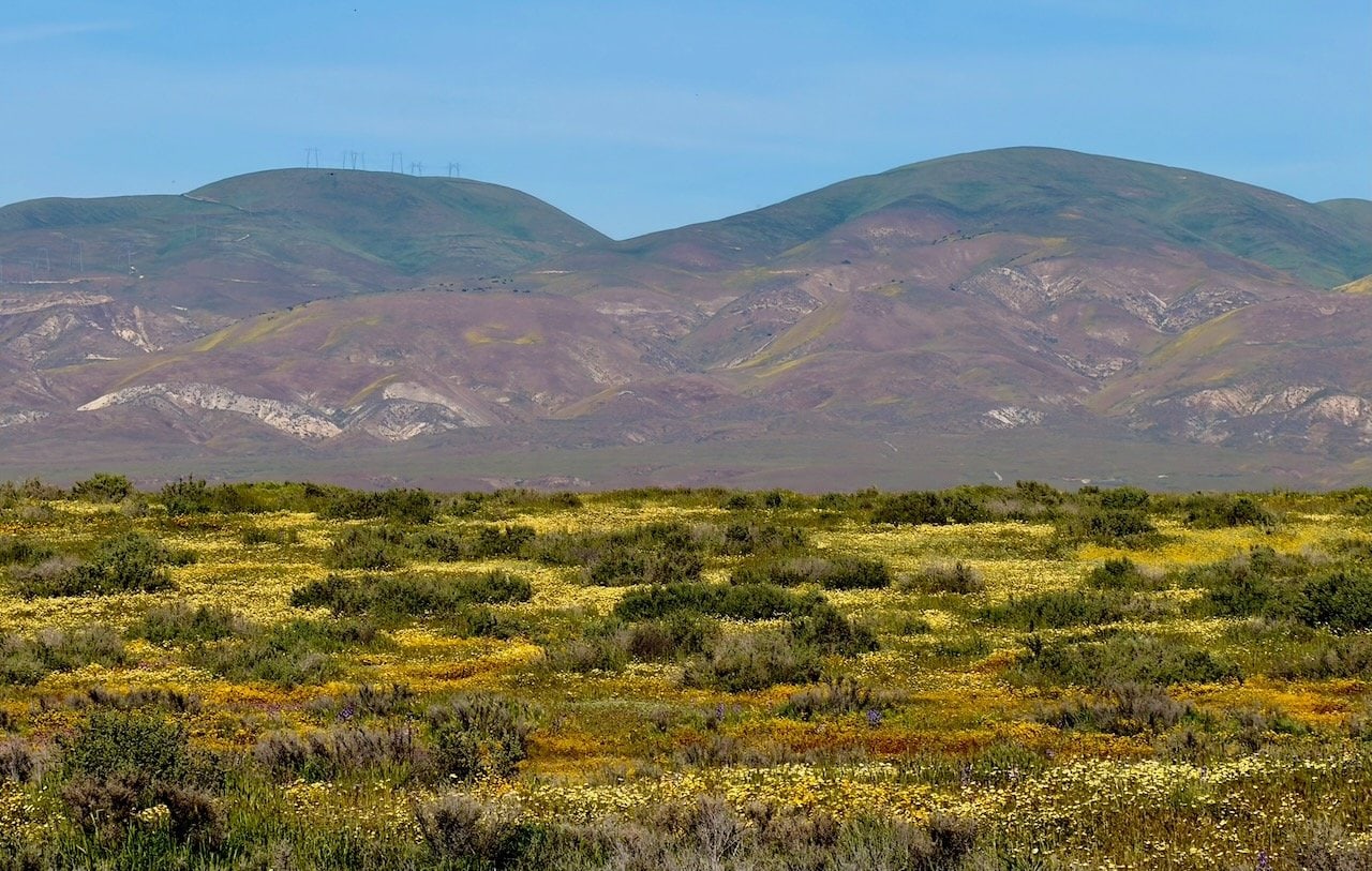 Wide landscape view of Carrizo Plain National Monument showing yellow and green wildflower fields with the Temblor Range in the background