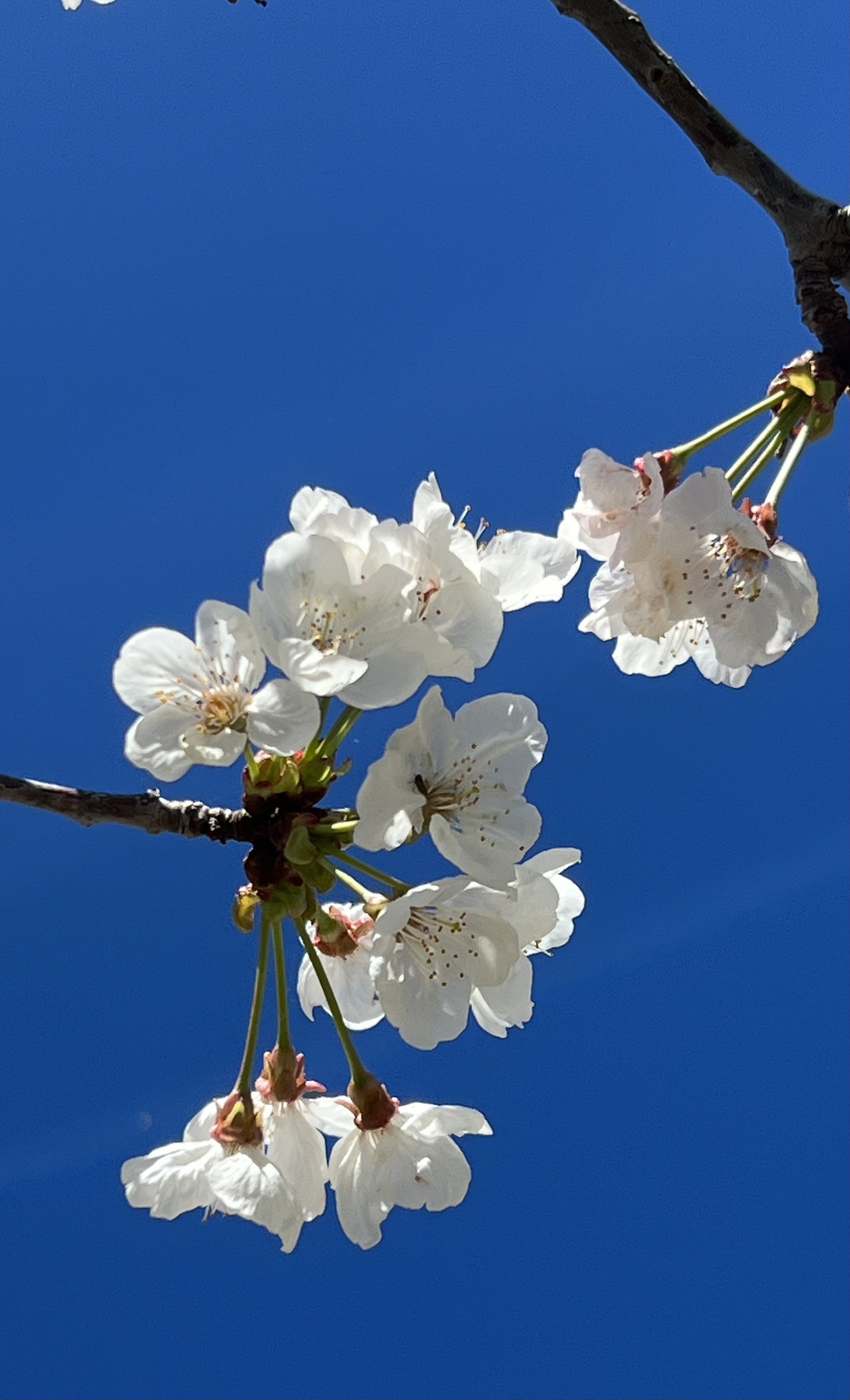 White cherry blossom flowers on dark tree branches photographed from below against a clear blue sky