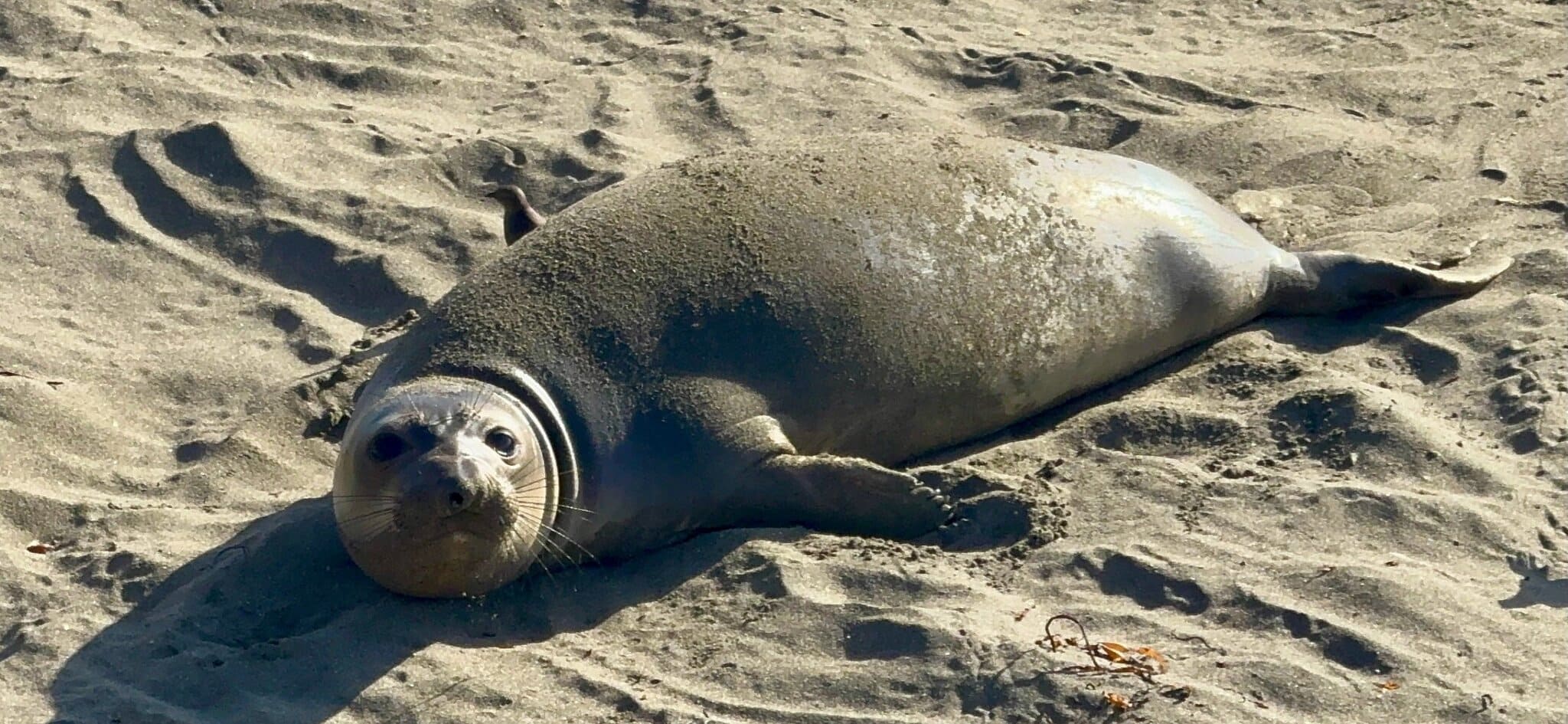 Young elephant seal pup lying on the sand at Piedras Blancas rookery looking directly at the camera December 2024