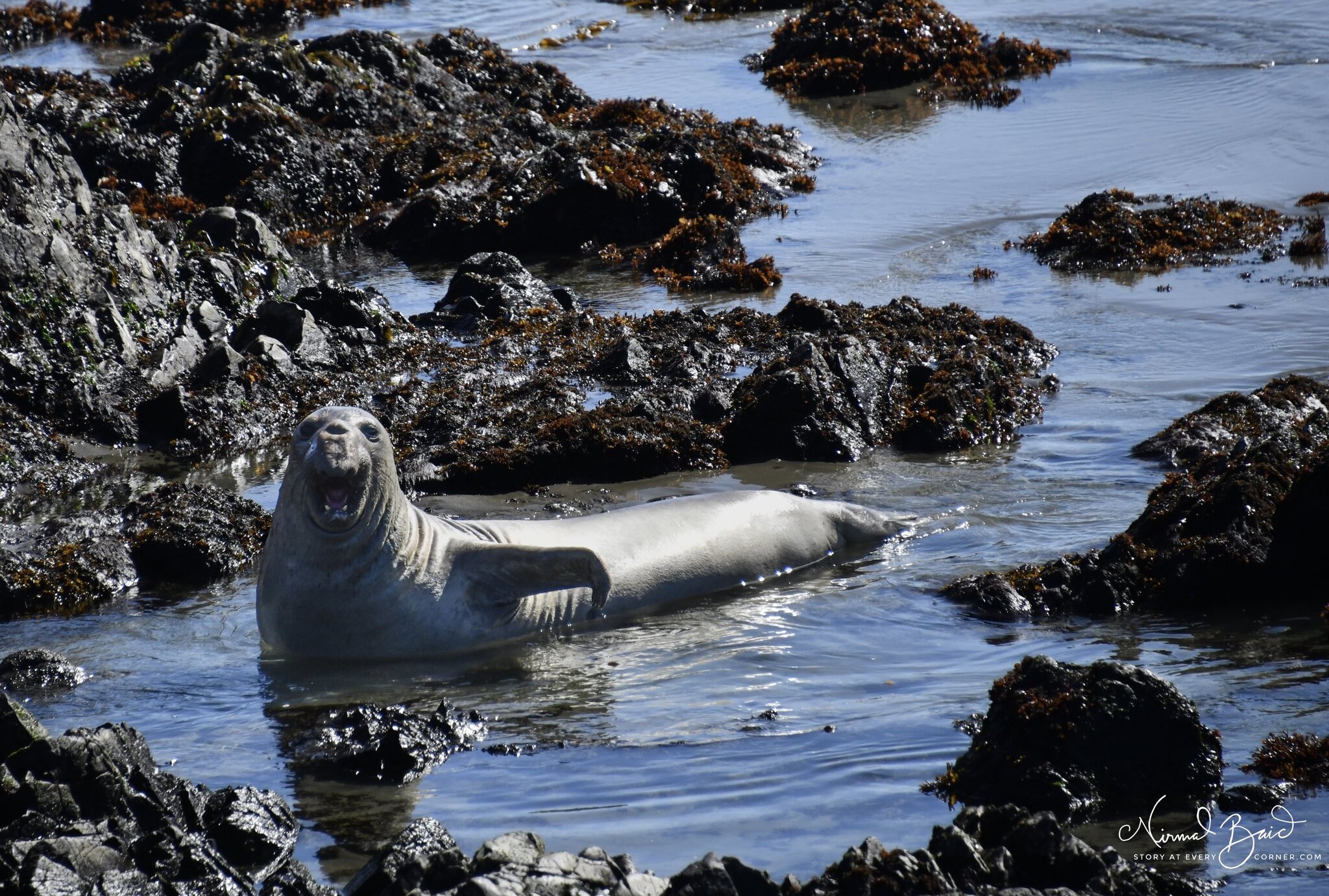 Tagged elephant seal weanling raising its head and calling out on the sand at Piedras Blancas rookery March 2026