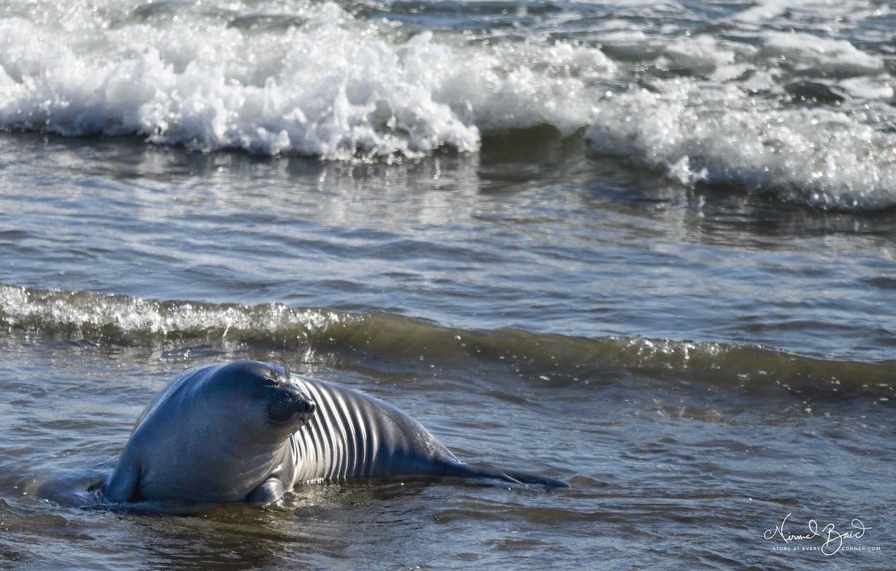Young elephant seal weanling navigating the surf at the shoreline of Piedras Blancas rookery March 2026