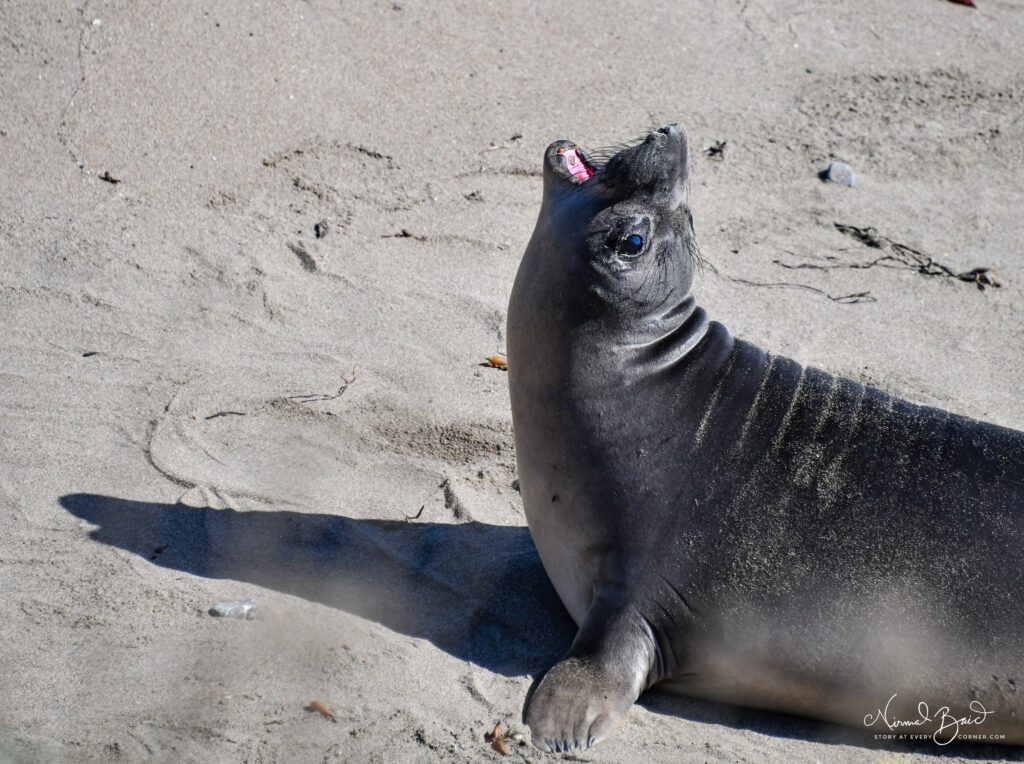 Young elephant seal weanling vocalising with mouth wide open while resting in a rocky tidal pool at Piedras Blancas rookery San Simeon March 2026
