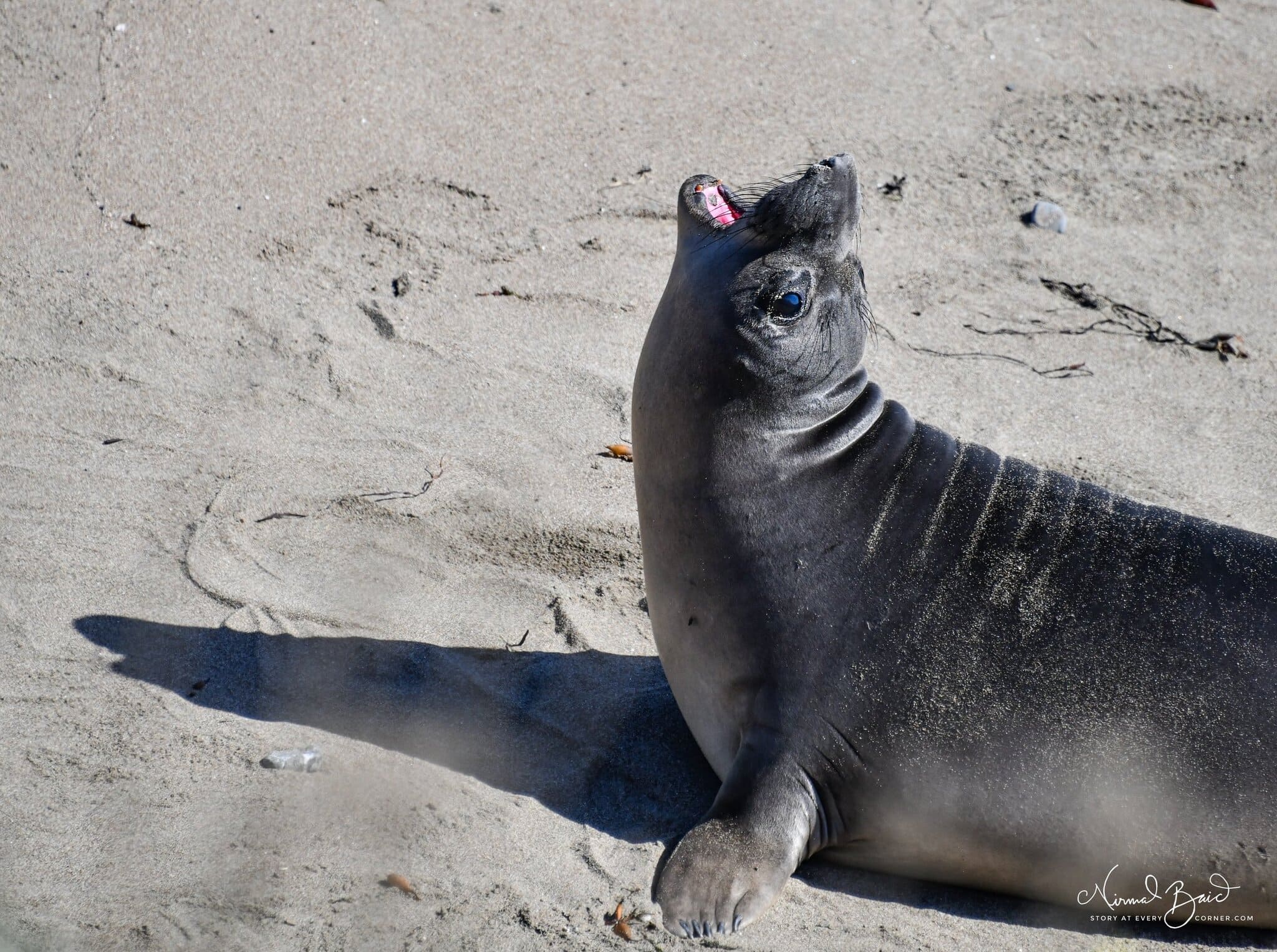 Young elephant seal weanling vocalising with mouth wide open while resting in a rocky tidal pool at Piedras Blancas rookery San Simeon March 2026