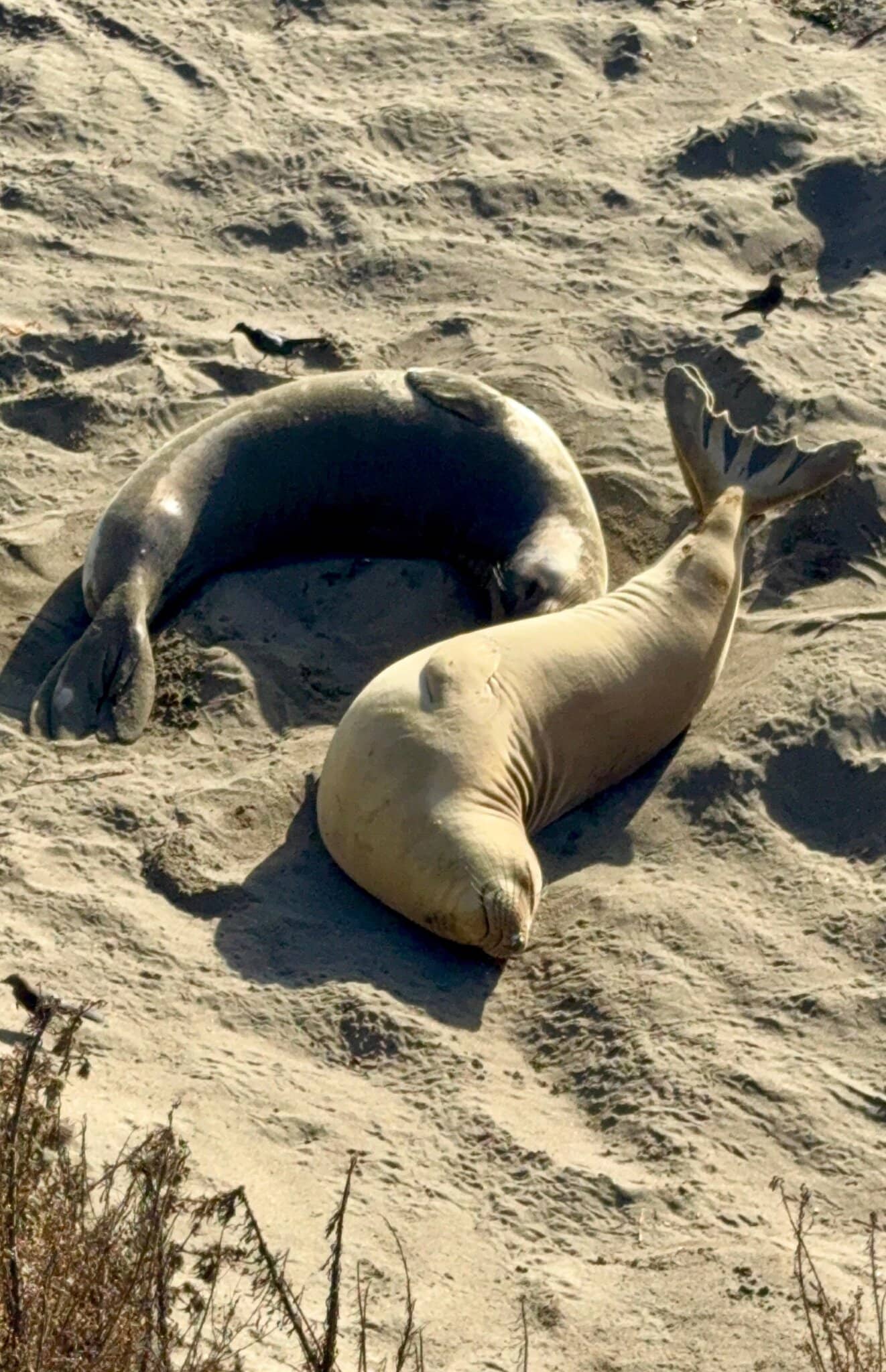 Two elephant seals on the sand at Piedras Blancas in December 2024 with one raising its rear flippers in the air and blackbirds nearby