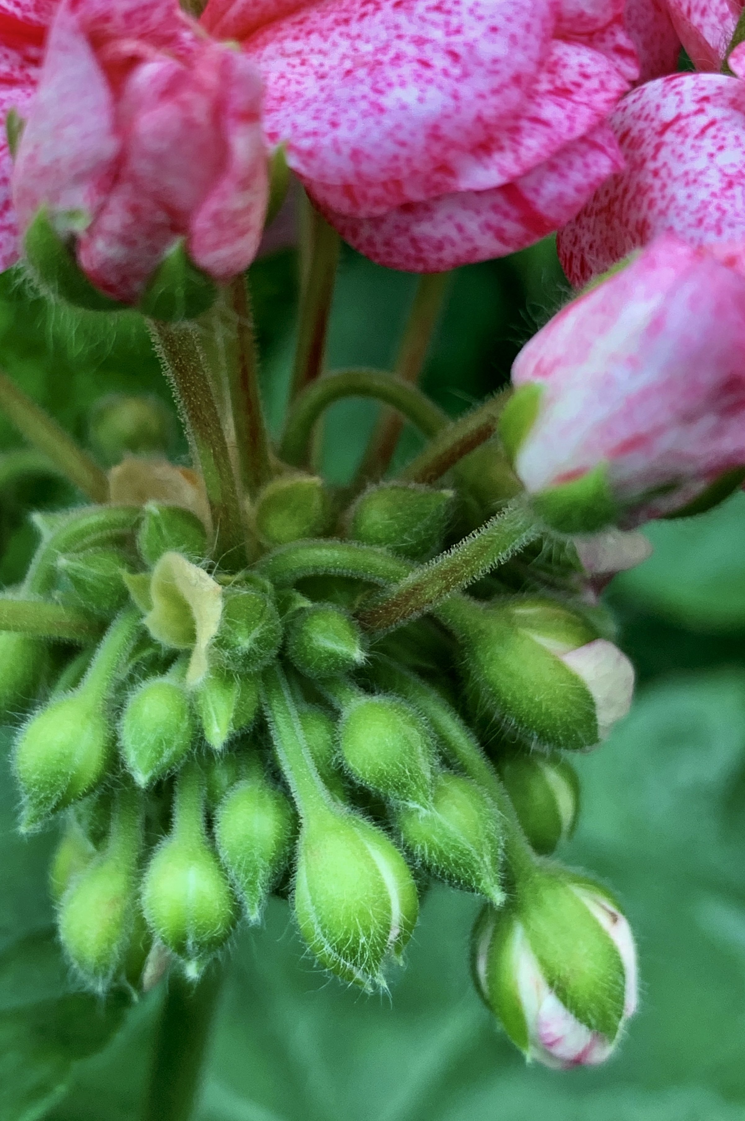 Close-up macro of pink speckled pelargonium geranium flowers above a dense cluster of fuzzy green flower buds