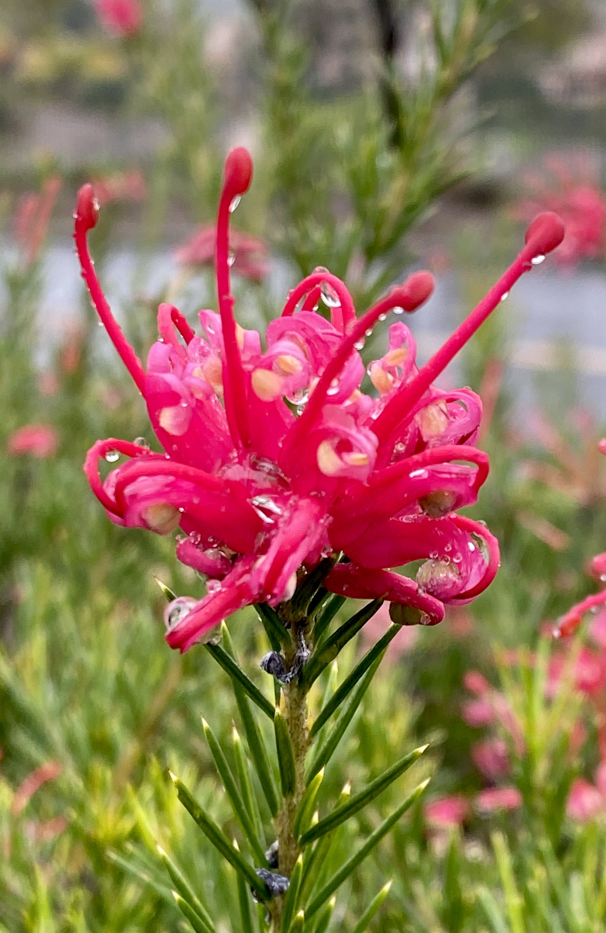 Red Grevillea spider flower with distinctive curling stamens and water droplets on petals, green needle-like foliage in background