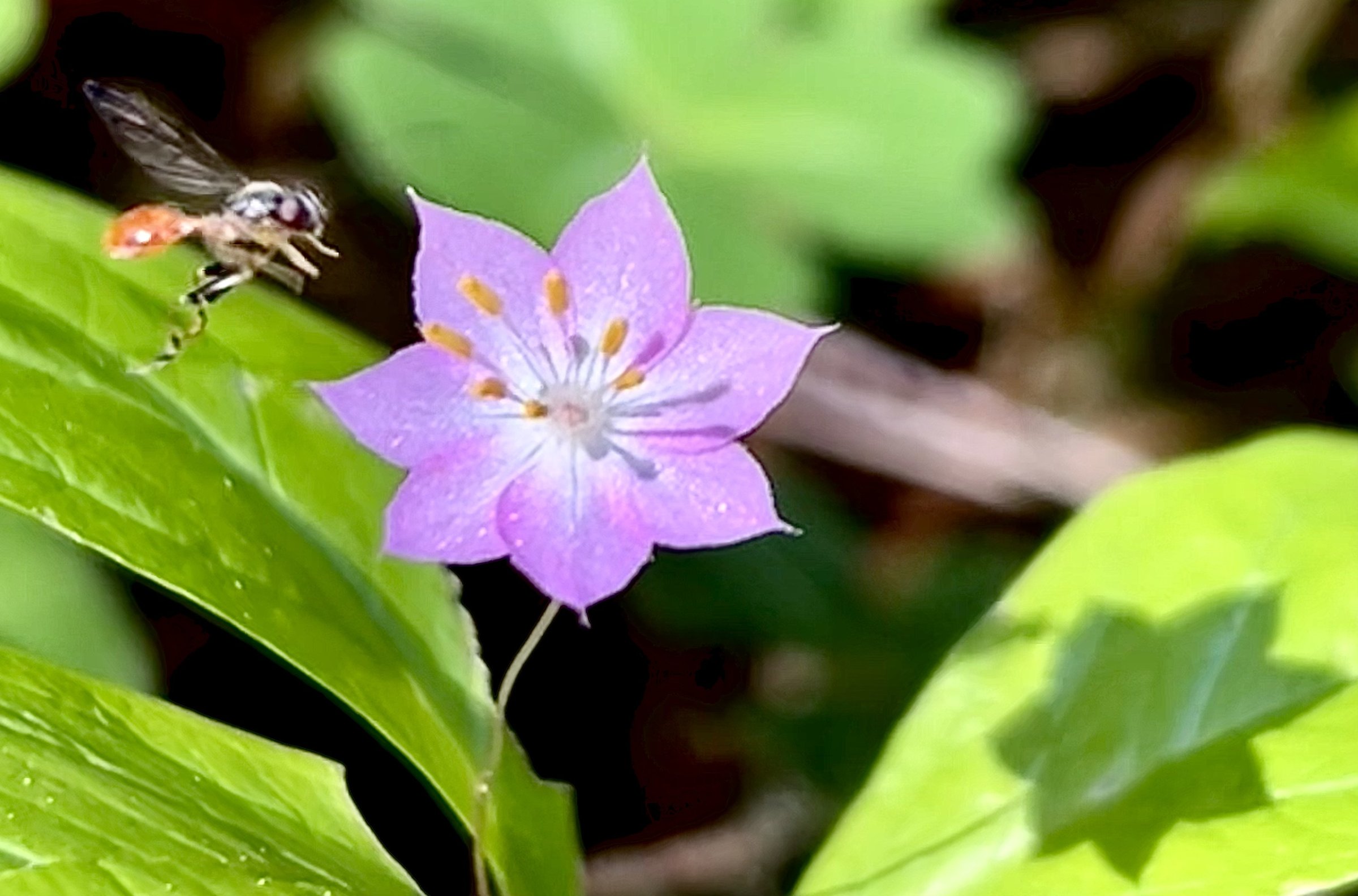 Hoverfly with wings blurred in flight approaching a small purple wildflower with yellow stamens against green leaf background