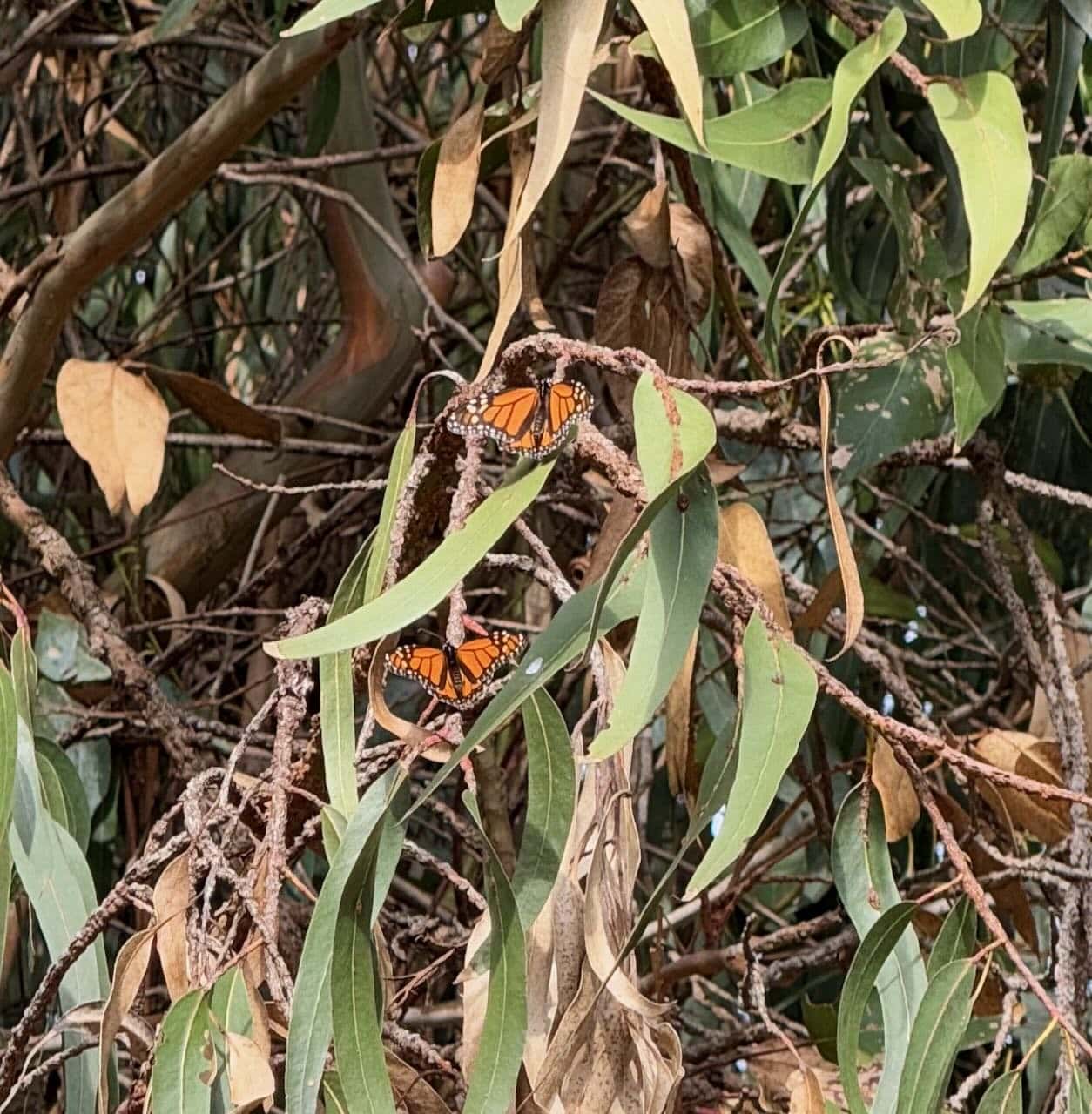 Two monarch butterflies resting on eucalyptus branches in the Pismo Beach Monarch Butterfly Grove