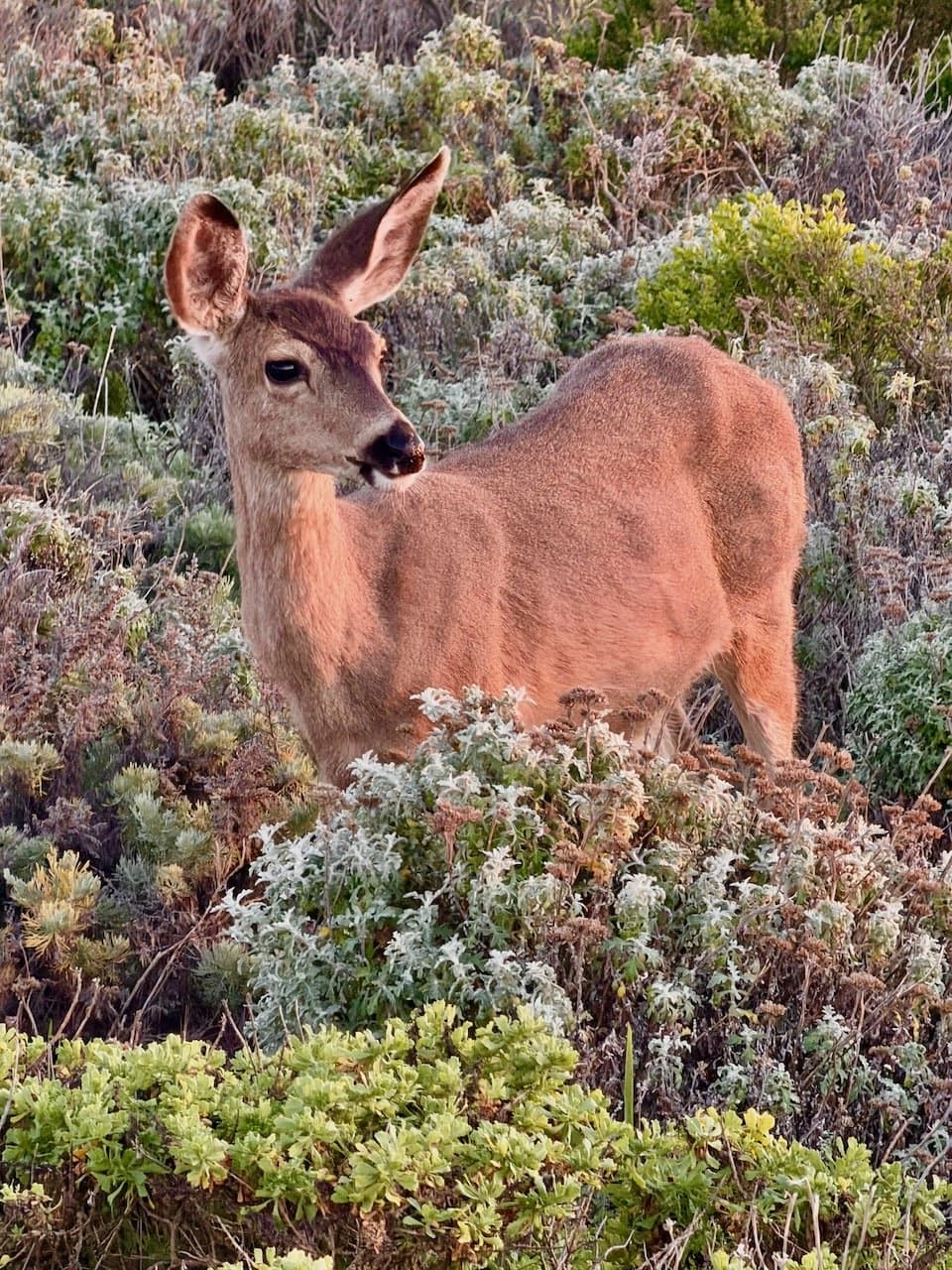 A mule deer standing in coastal sage scrub at Montana de Oro State Park looking directly at the camera