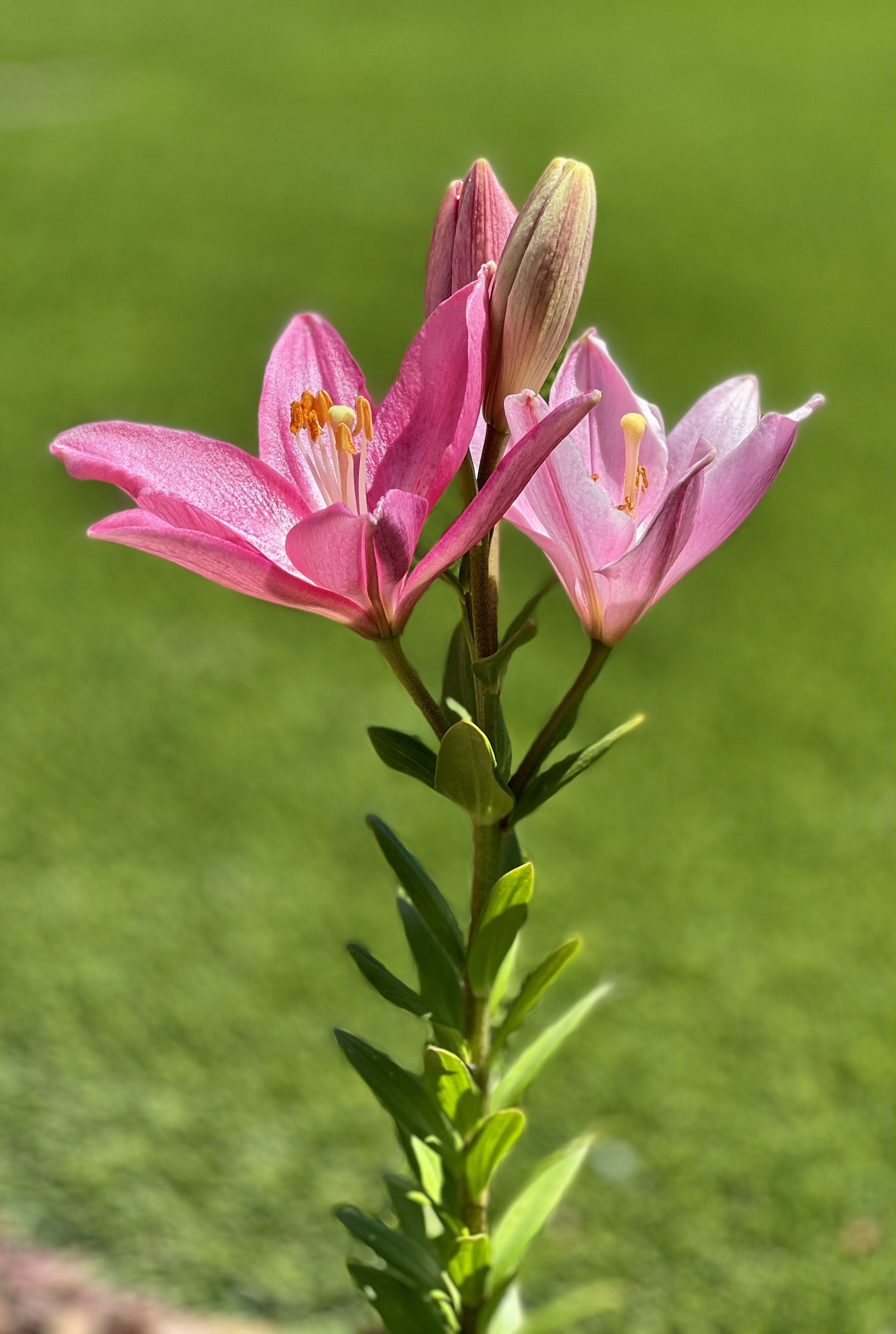 Two pink Asiatic lily flowers in different bloom stages on a single stem with green leaves against a bright green grass background