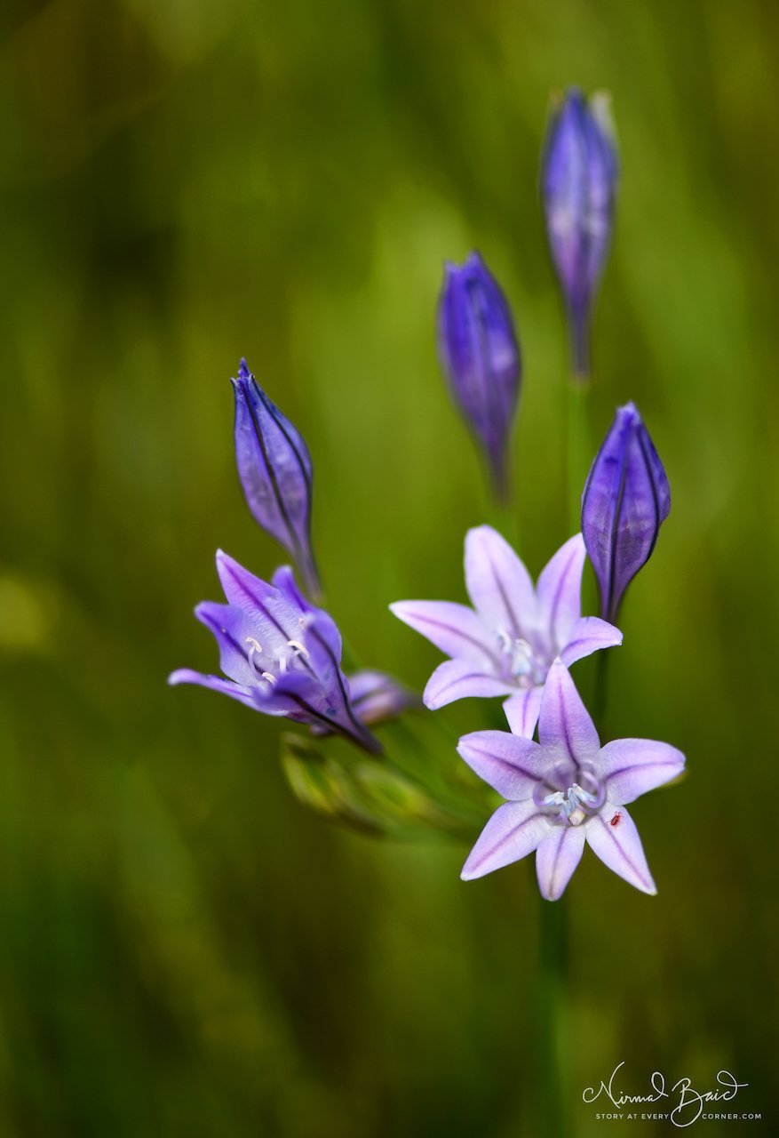 Close-up of a brodiaea cluster showing two open pale purple star-shaped flowers and several deep purple buds against a soft green background, California