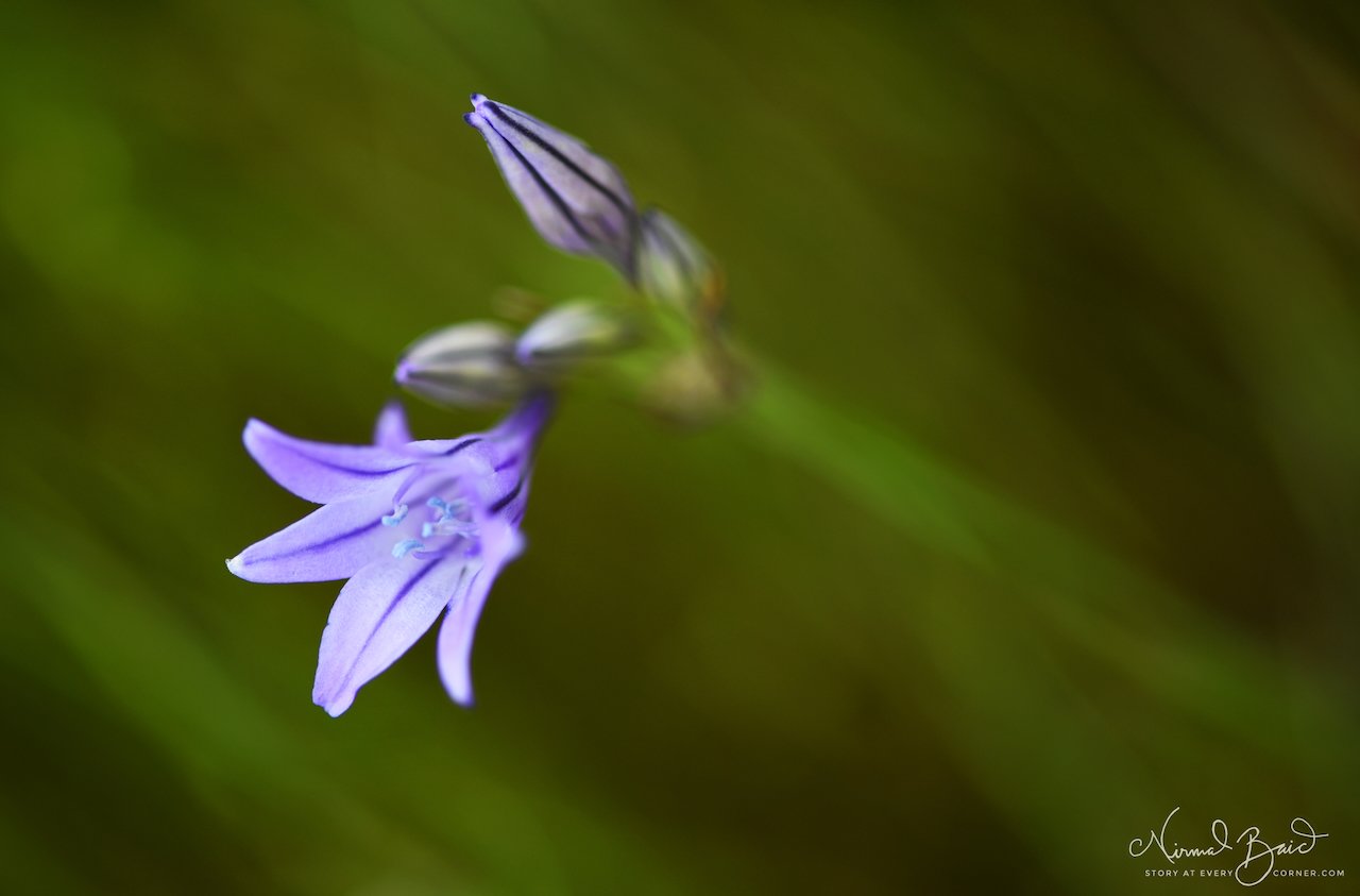Close-up macro shot of a single purple brodiaea flower with star-shaped petals and blue stamens against a soft green background, California