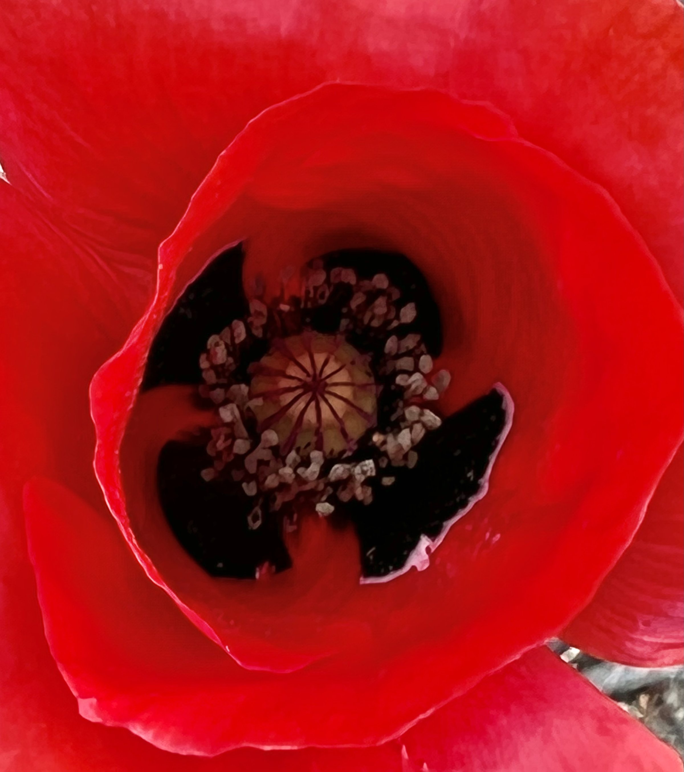 Looking straight down into the center of a red Oriental poppy showing black and cream seed pod surrounded by ring of white-tipped stamens