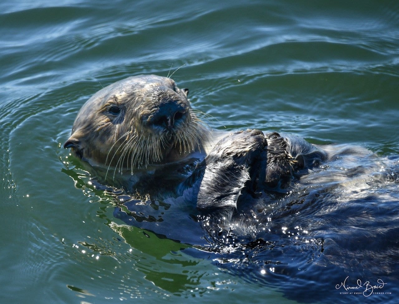 Close-up portrait of a sea otter floating in the green-blue water of Morro Bay whiskers prominent paws raised to its face