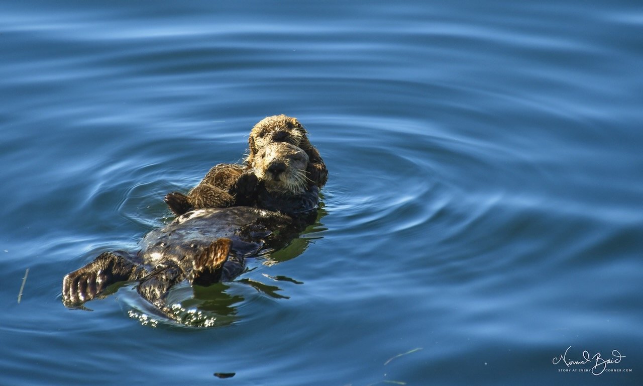 Sea otter floating on its back on the calm blue surface of Morro Bay eyes closed paws resting on its chest completely relaxed
