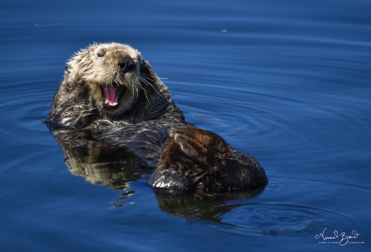 Sea otter floating on its back in Morro Bay with its mouth wide open in a yawn showing its teeth reflected in the blue water