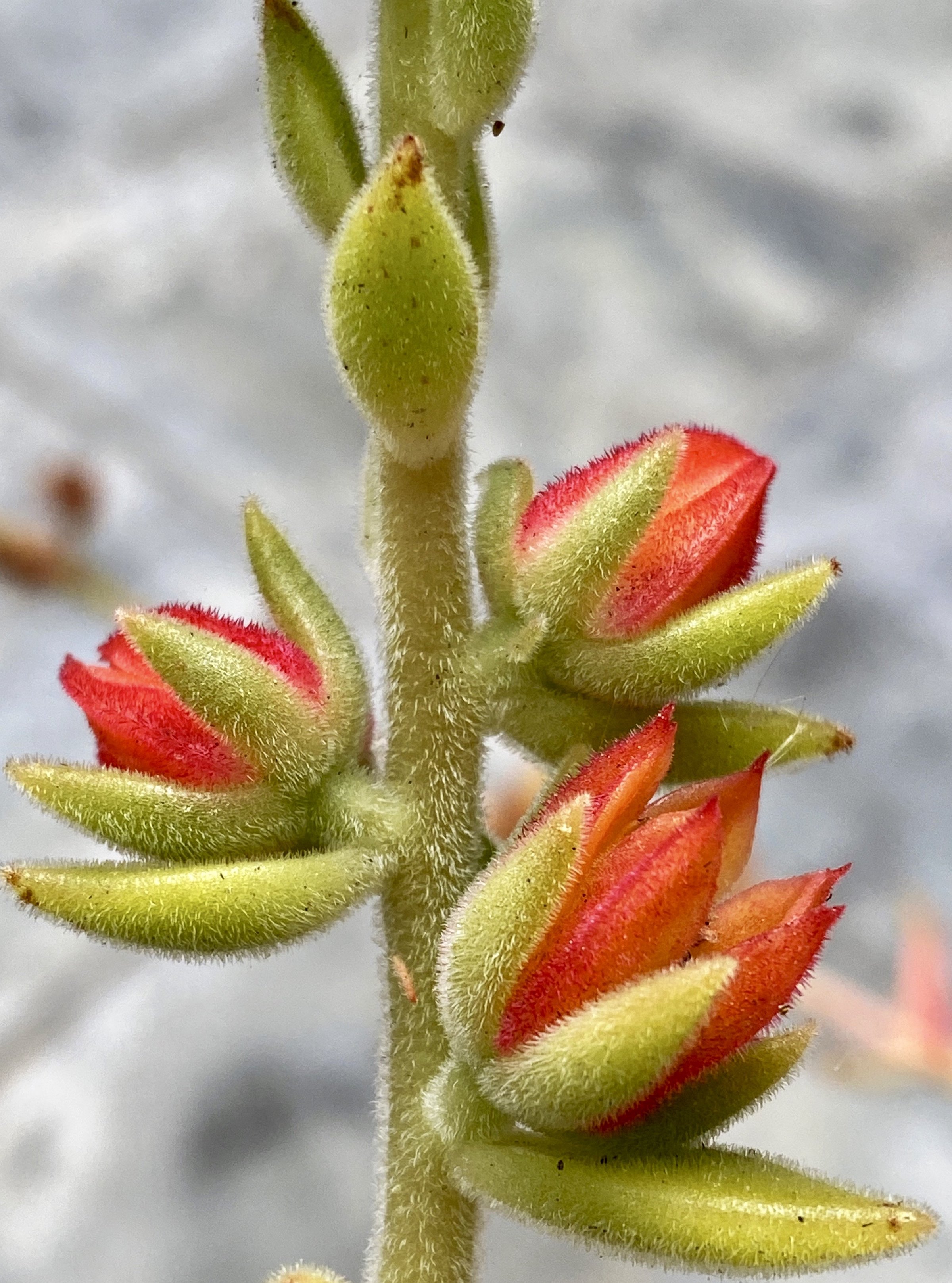 Macro close-up of succulent plant flower stalk with hairy green and red-orange unopened buds against blurred gray background