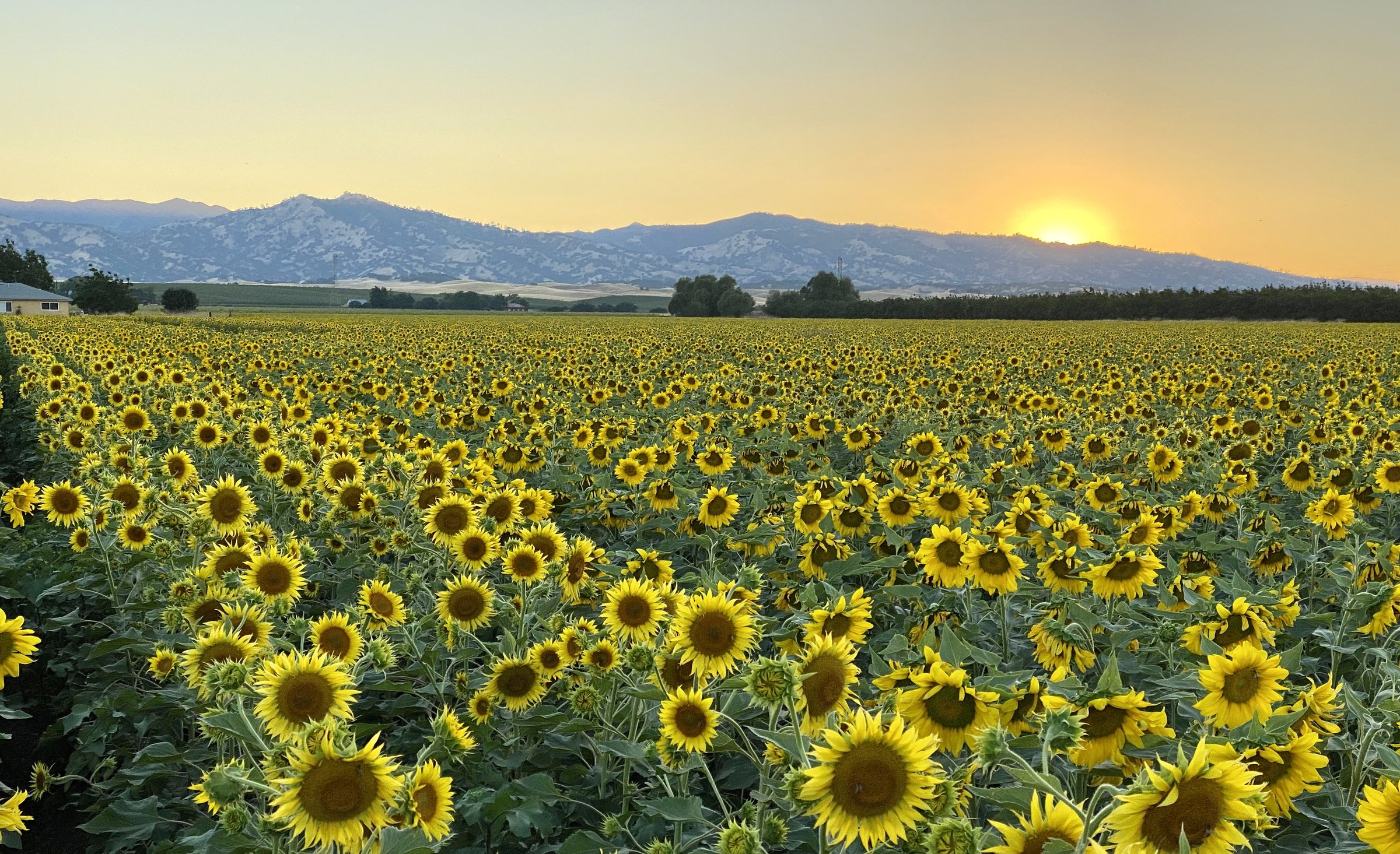 Vast sunflower field extending to the horizon with mountain range silhouetted against an orange and yellow sunset sky