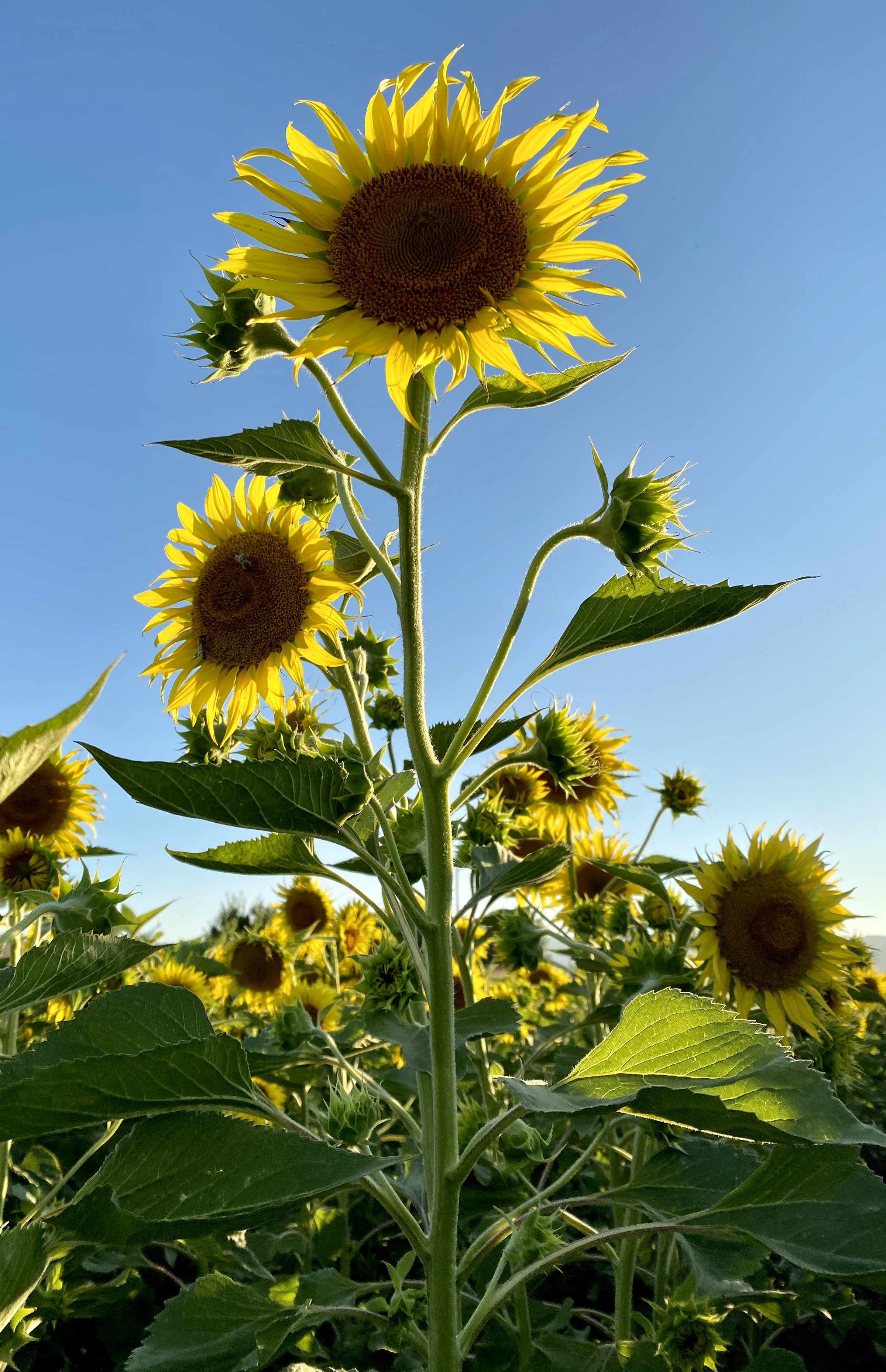 Single tall sunflower photographed from ground level against a clear blue sky with multiple sunflowers and green foliage filling the background