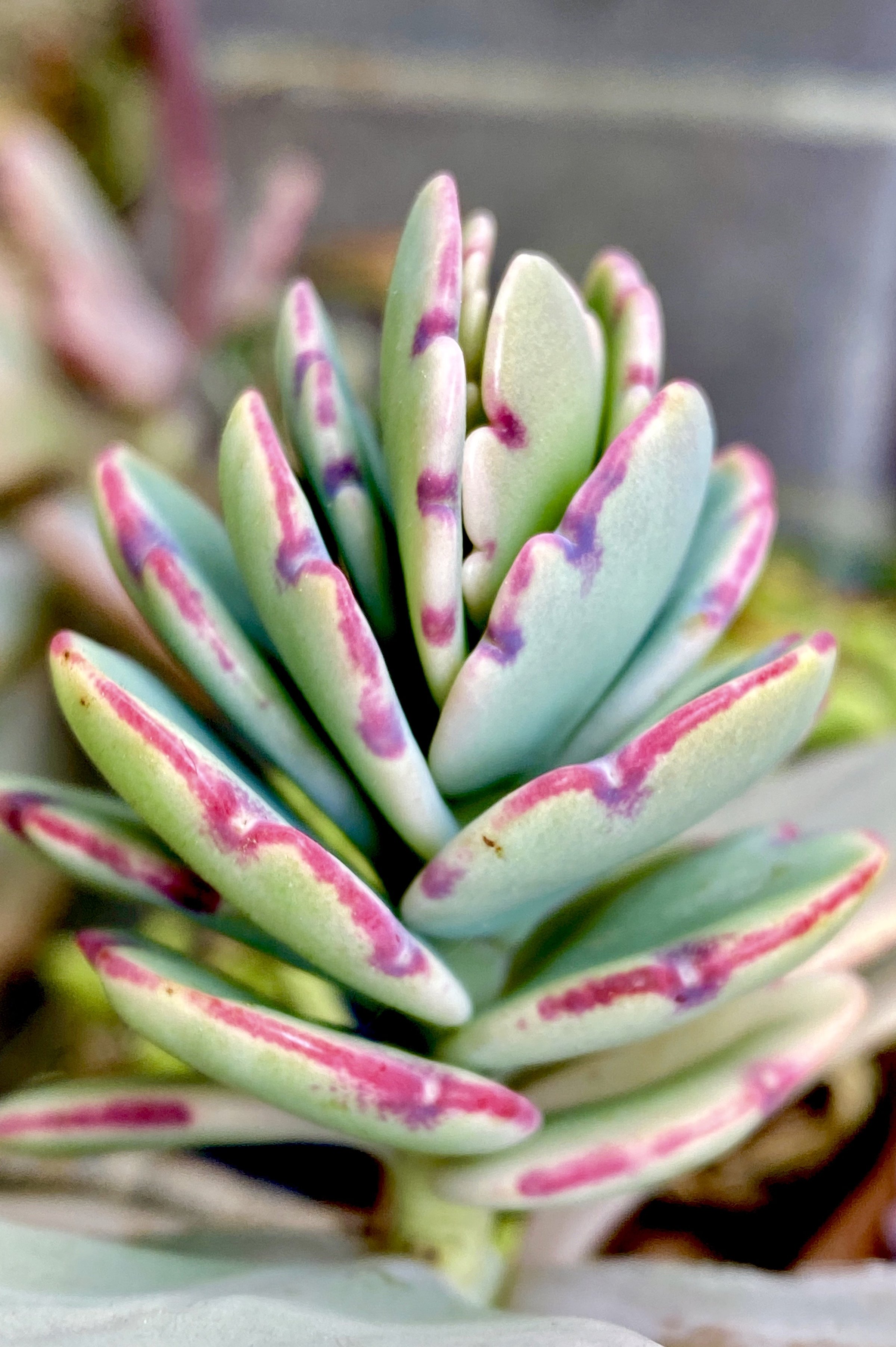 Top-down macro view of a variegated succulent rosette with pale green plump leaves featuring vivid pink and purple streak markings