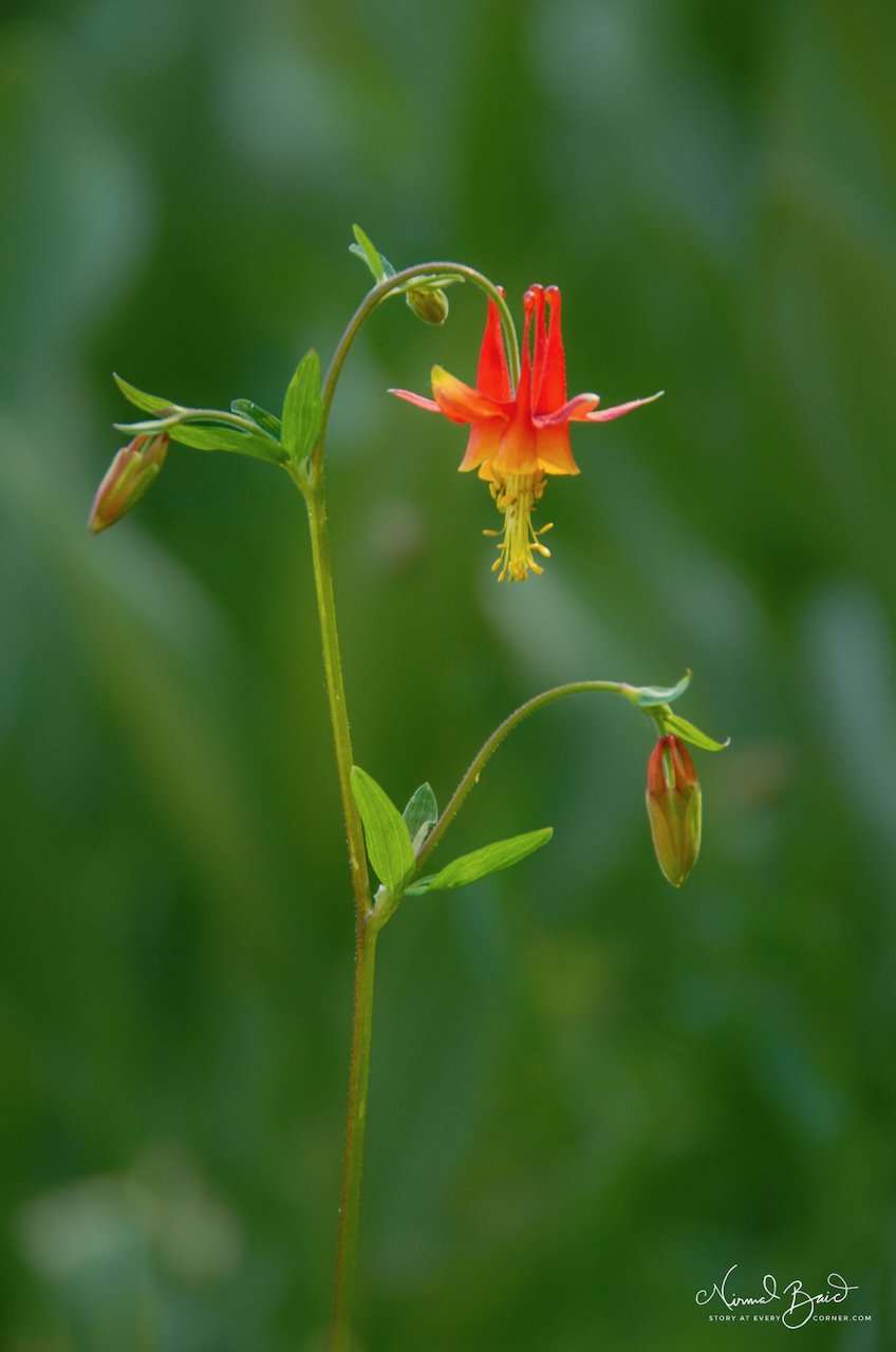 Macro photograph of a western columbine flower with red and orange petals and yellow stamens on a slender stem against soft green background, California