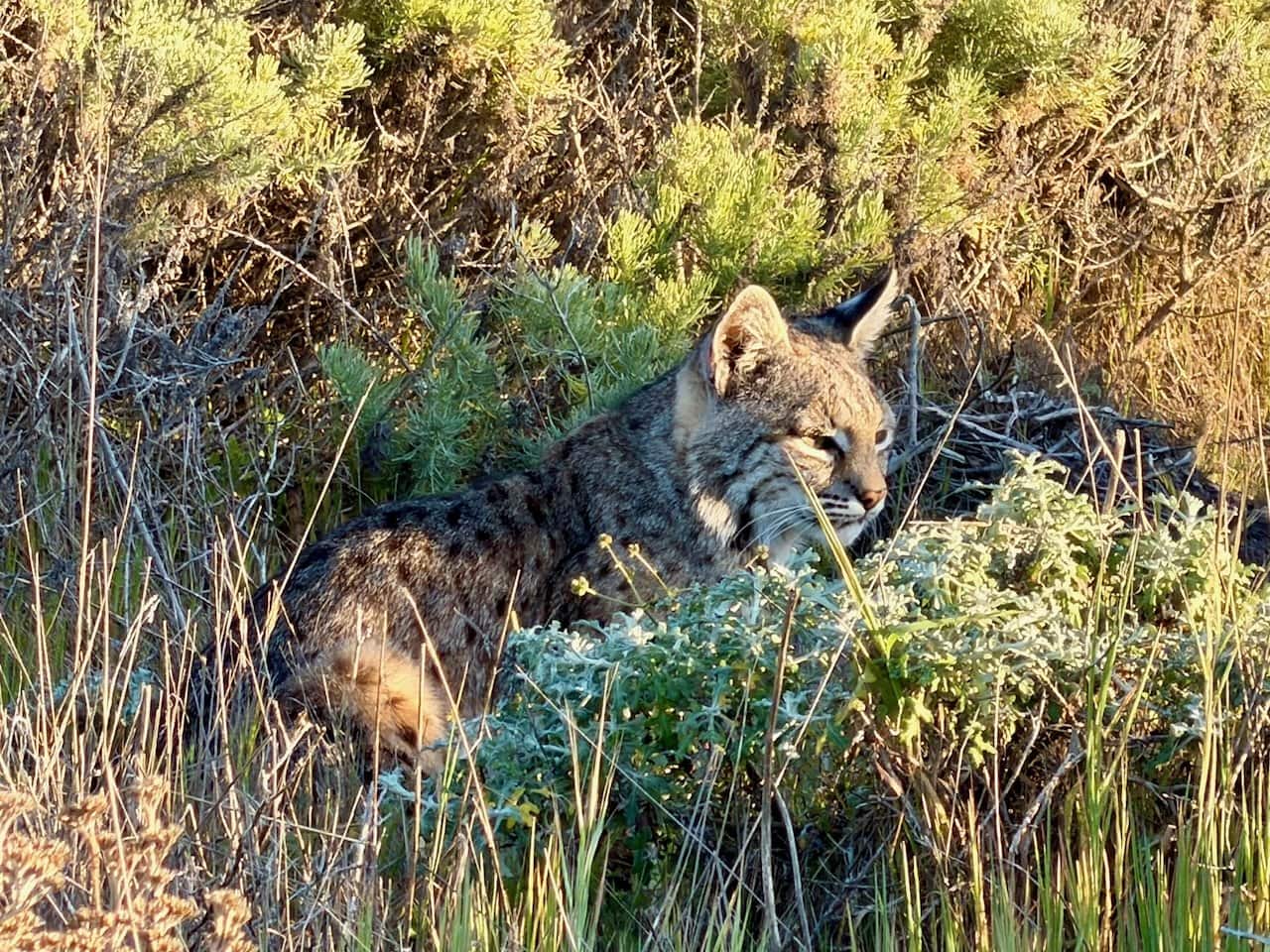 A wild bobcat crouching in coastal scrub vegetation at Montana de Oro State Park photographed at close range in golden light