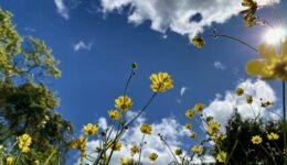 Low-angle view of yellow Goldfields wildflowers on tall stems against a blue sky with white clouds and sun flare at upper right