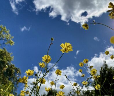 Low-angle view of yellow Goldfields wildflowers on tall stems against a blue sky with white clouds and sun flare at upper right