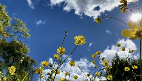 Low-angle view of yellow Goldfields wildflowers on tall stems against a blue sky with white clouds and sun flare at upper right