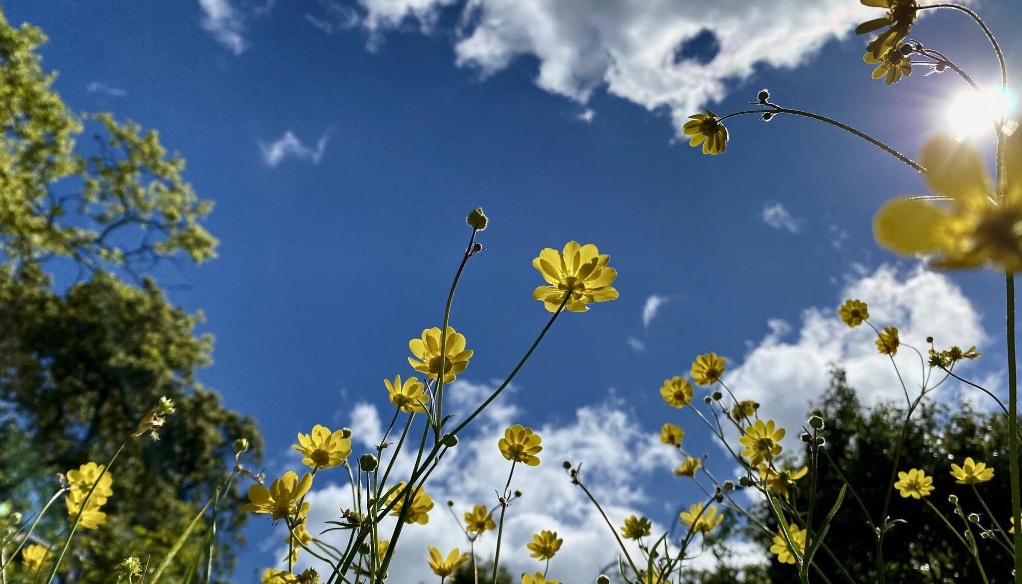 Low-angle view of yellow Goldfields wildflowers on tall stems against a blue sky with white clouds and sun flare at upper right