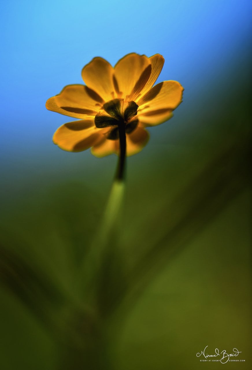 Macro photograph of a yellow oxalis flower photographed from below against a blue sky, petals glowing with backlight, California