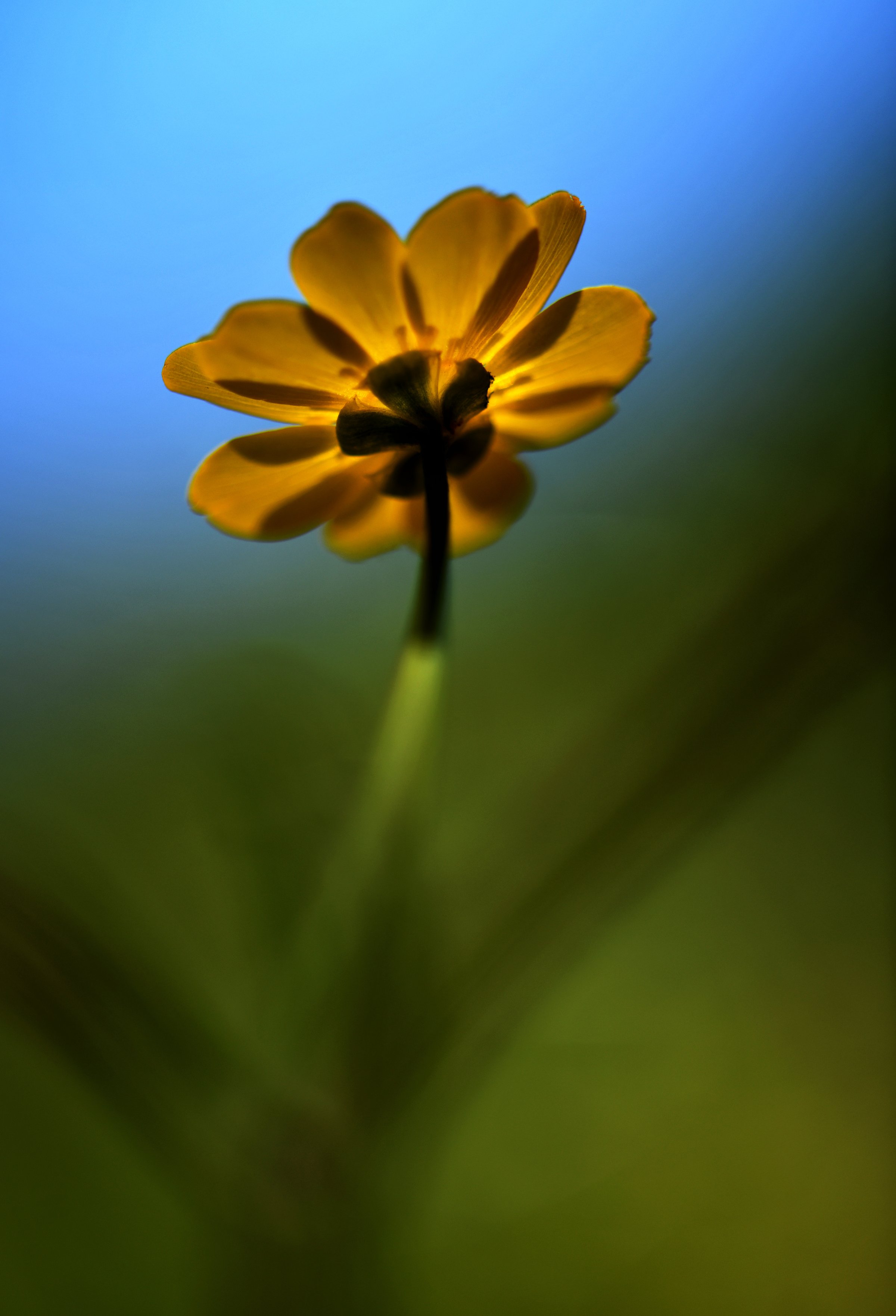 Single small yellow Oxalis wildflower photographed from below against a blurred blue and green background with light shining through petals