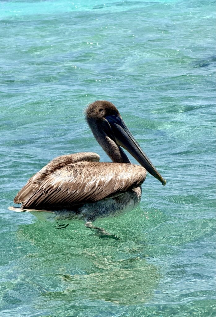 A brown pelican floating on the turquoise Caribbean water near San Pedro, Ambergris Caye, Belize